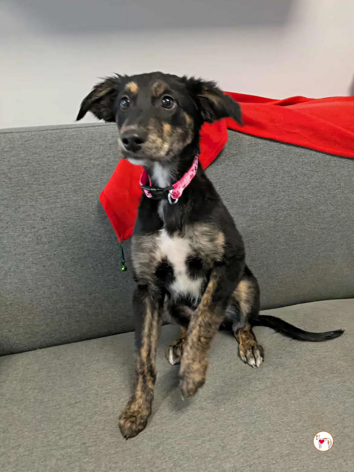 shiloh grey cucciolo adozione 10