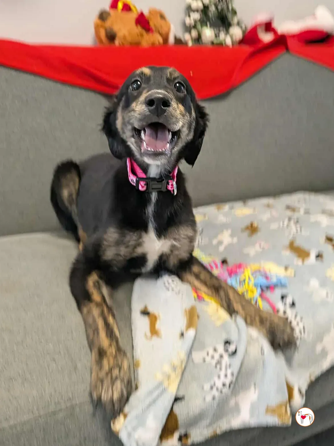 shiloh grey cucciolo adozione 11