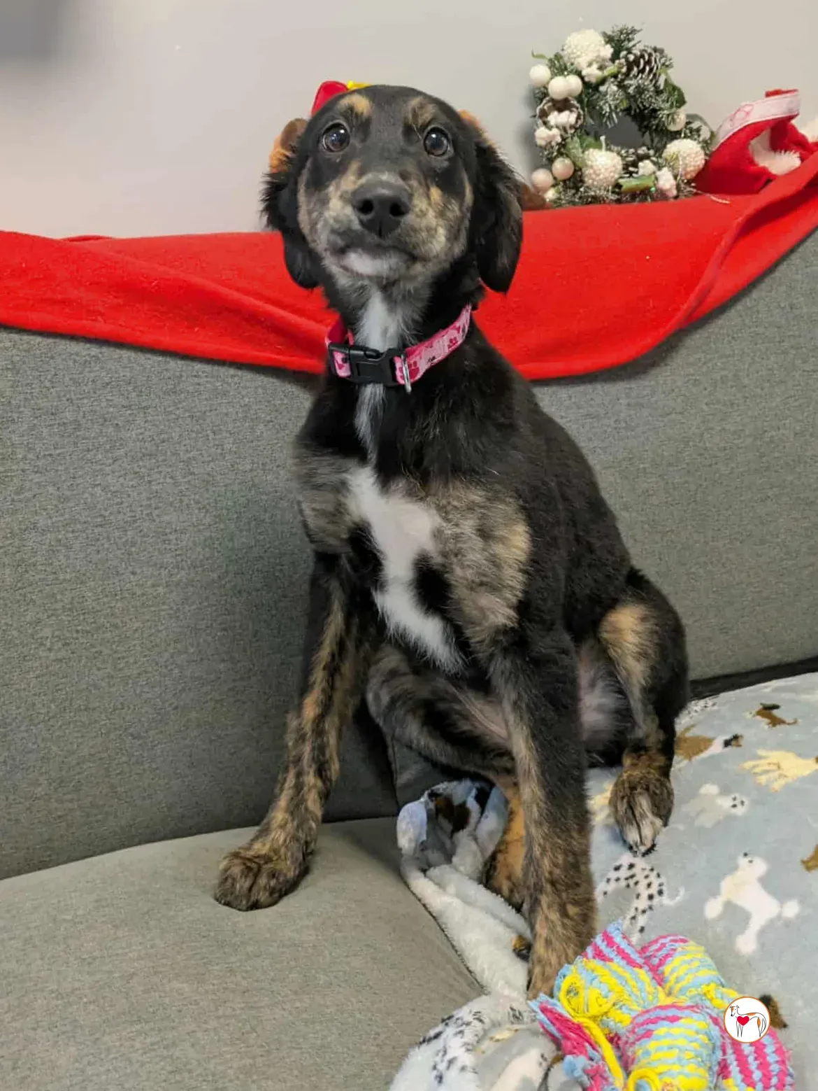 shiloh grey cucciolo adozione 12