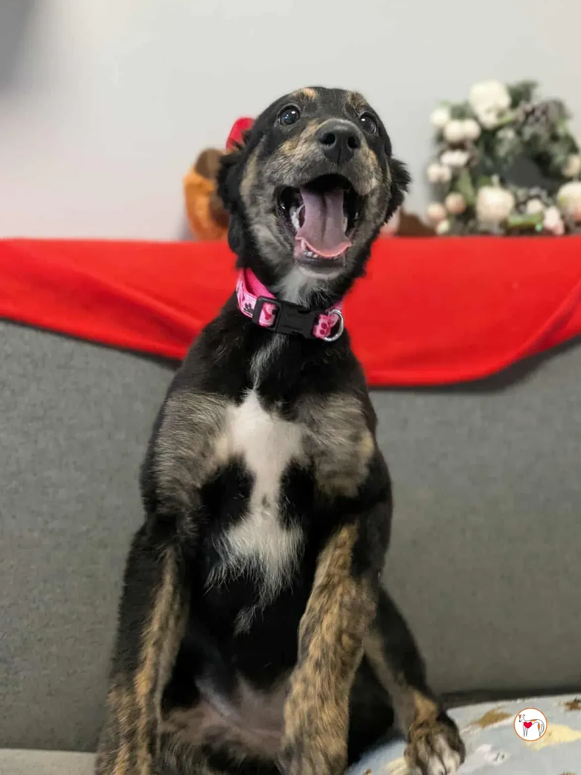 shiloh grey cucciolo adozione 13