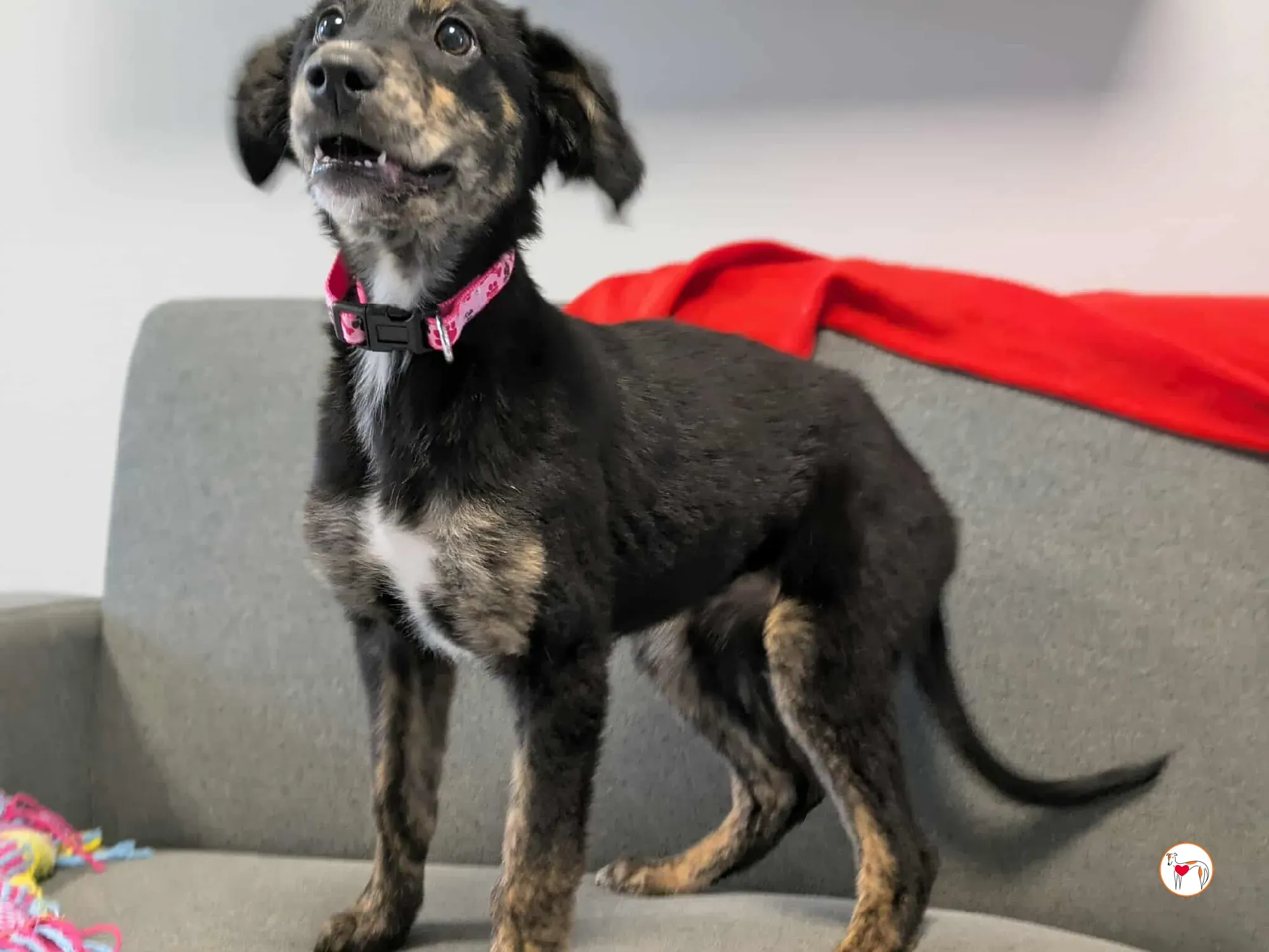 shiloh grey cucciolo adozione 14