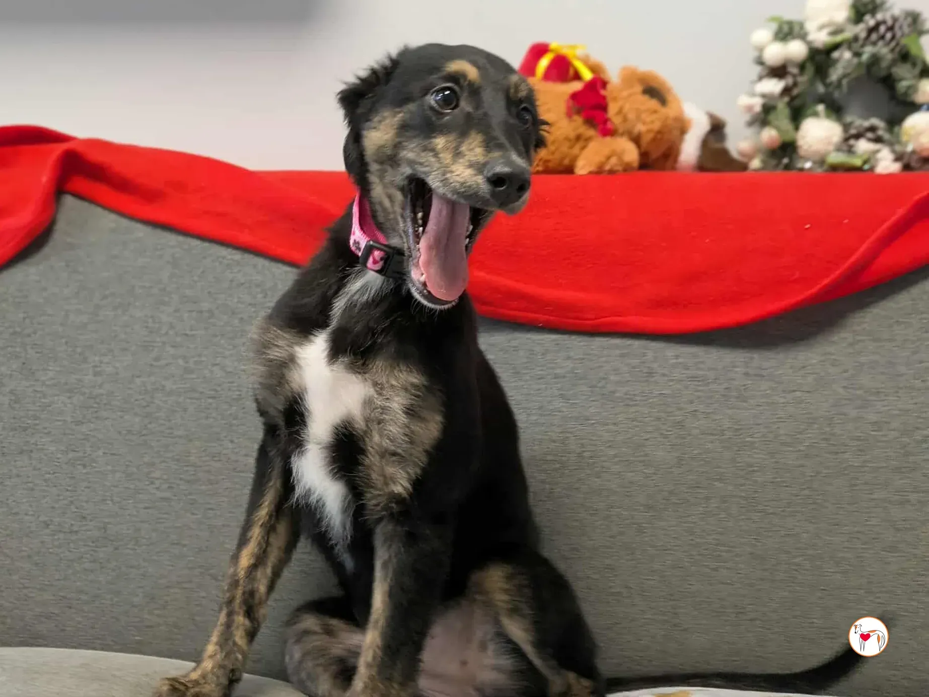 shiloh grey cucciolo adozione 15