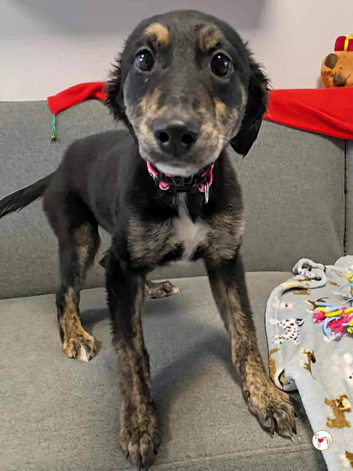 shiloh grey cucciolo adozione 16