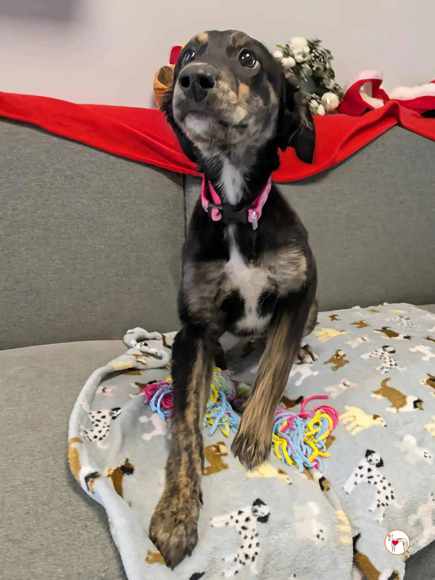 shiloh grey cucciolo adozione 17