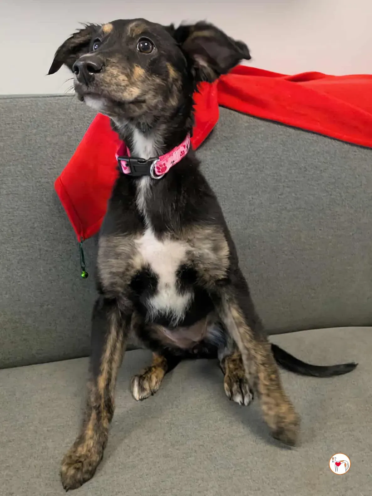 shiloh grey cucciolo adozione 18