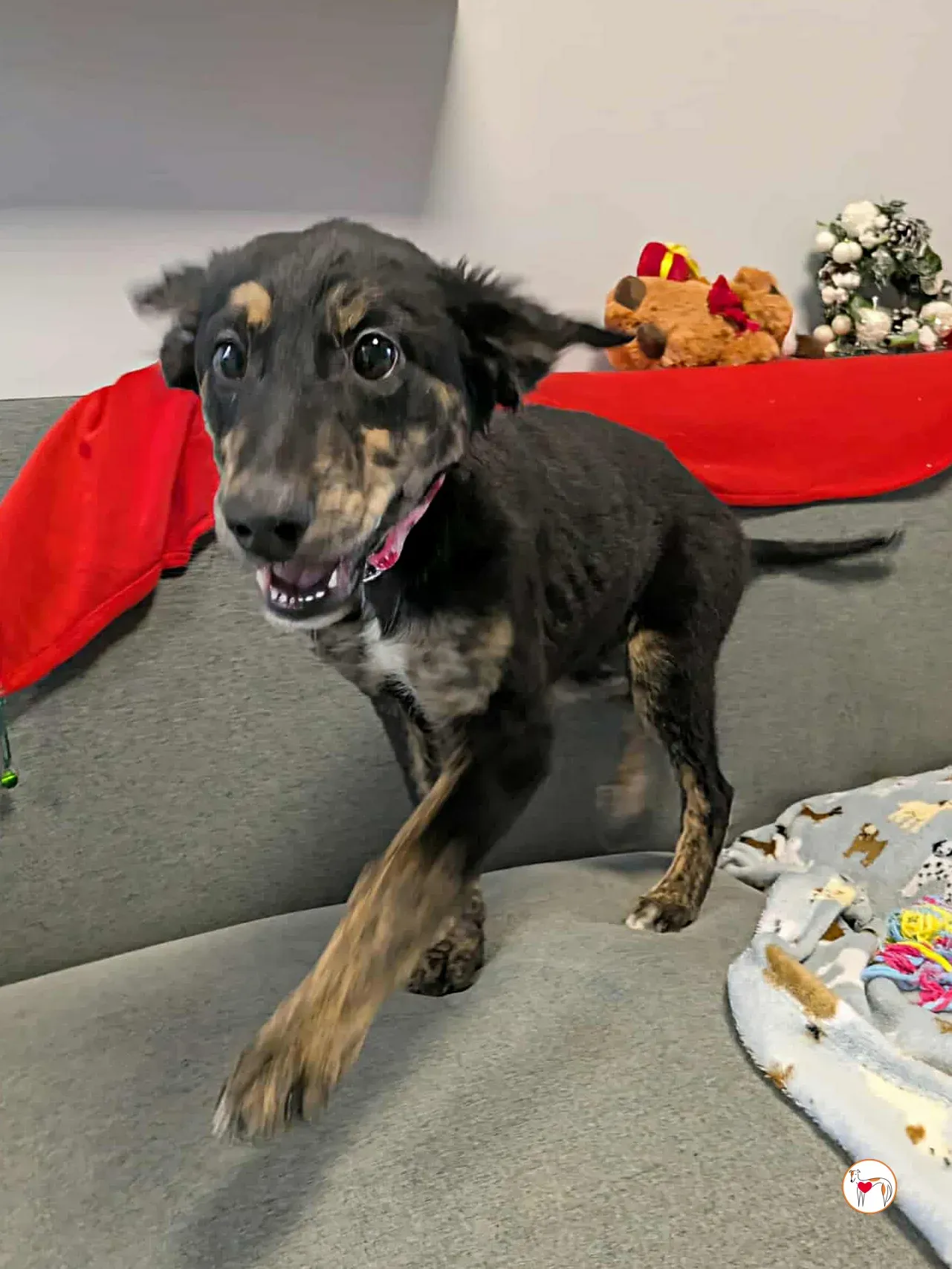 shiloh grey cucciolo adozione 19