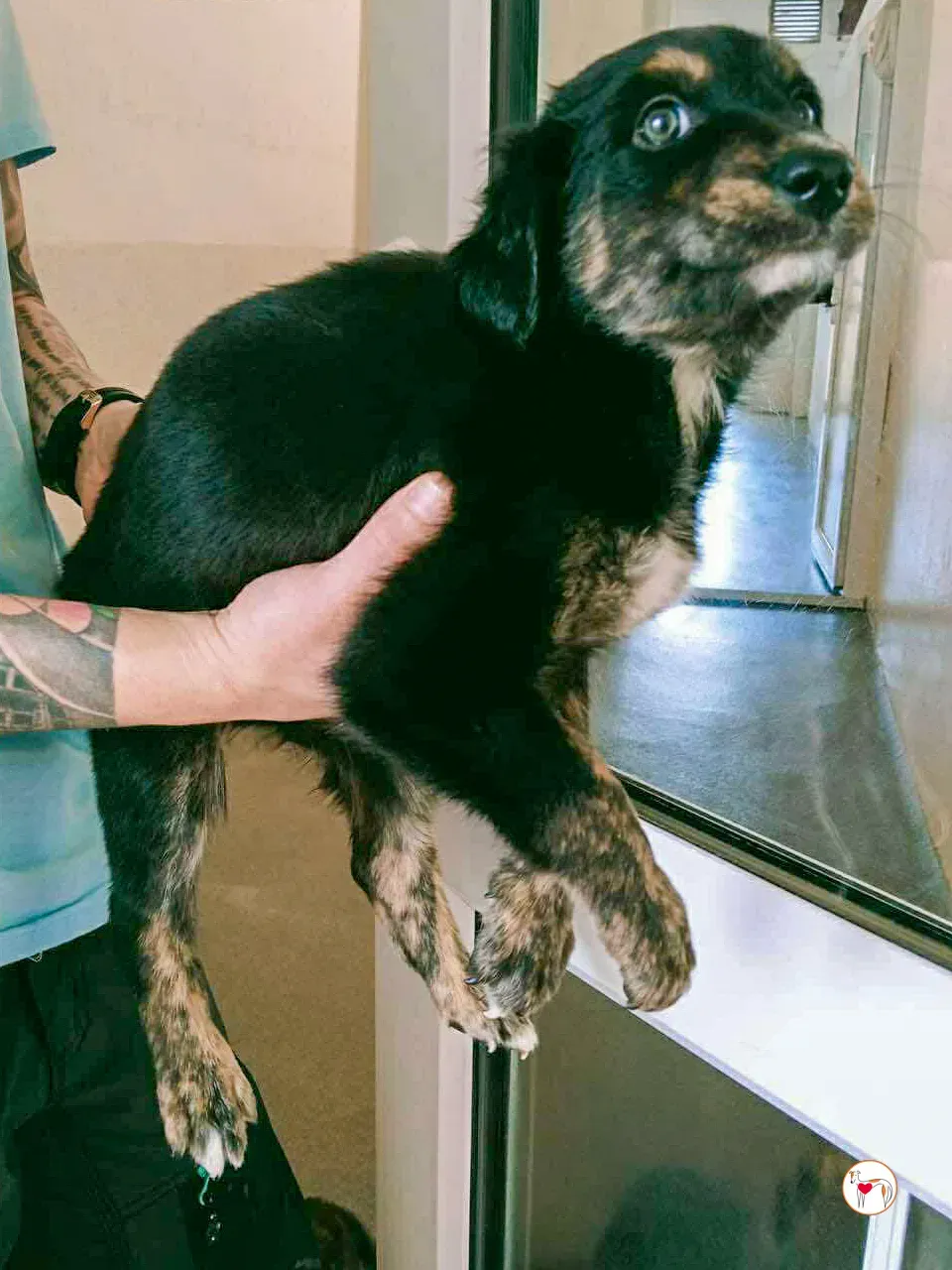 shiloh grey cucciolo adozione 2