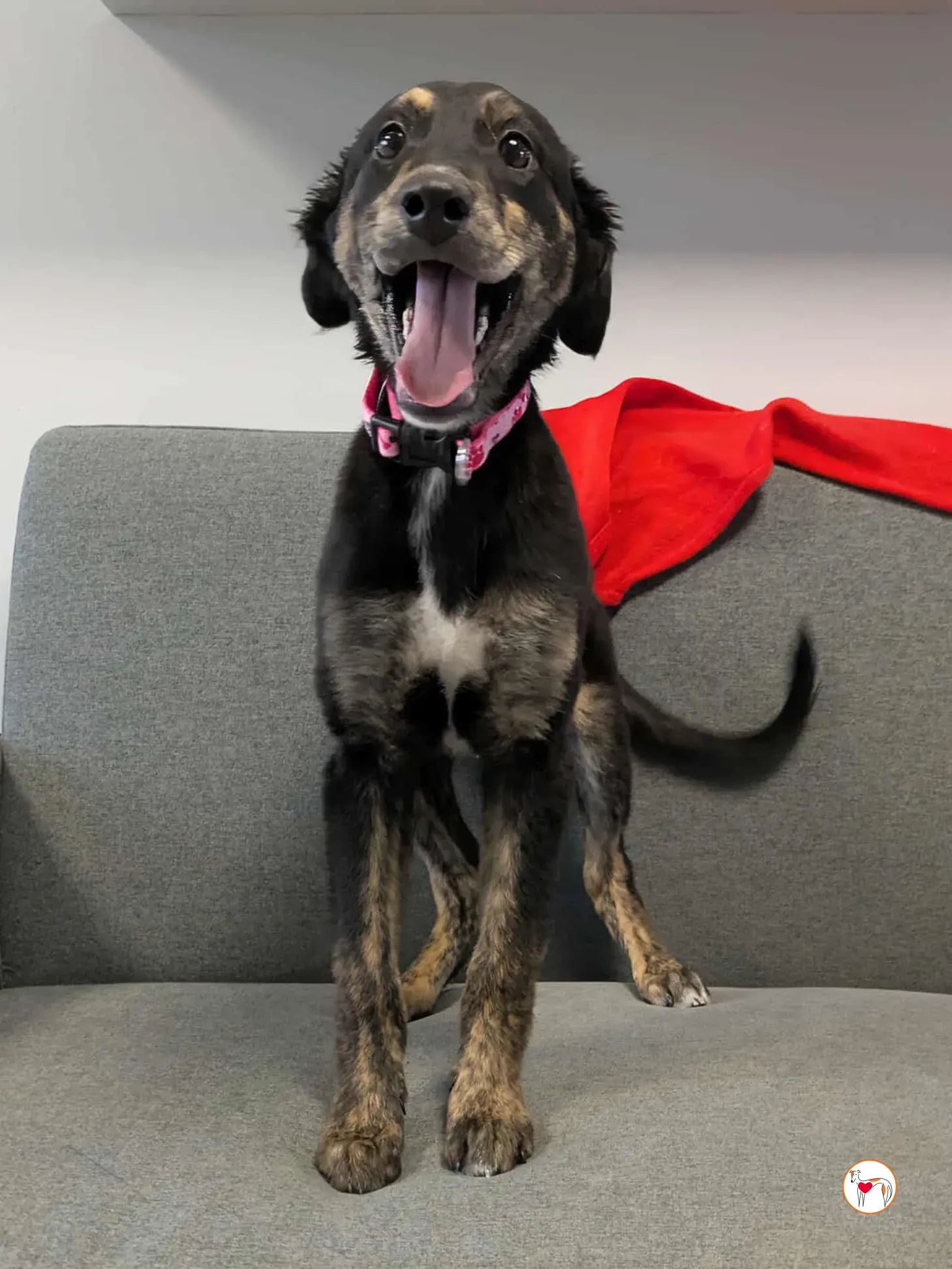 shiloh grey cucciolo adozione 20