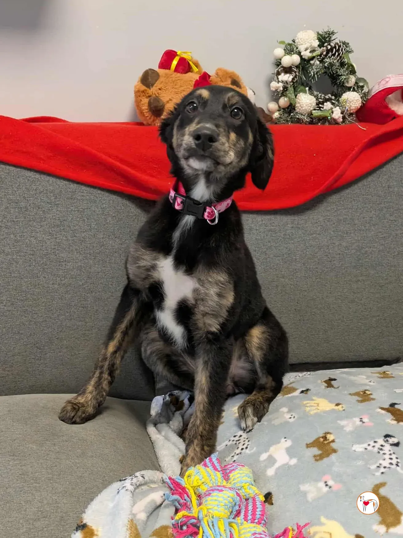 shiloh grey cucciolo adozione 21