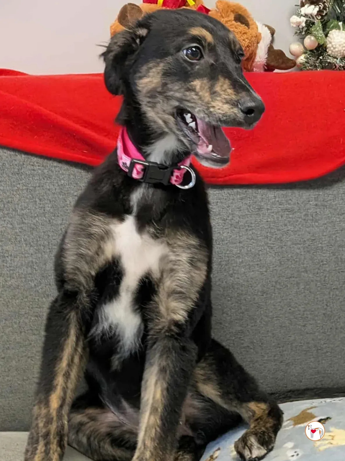 shiloh grey cucciolo adozione 22