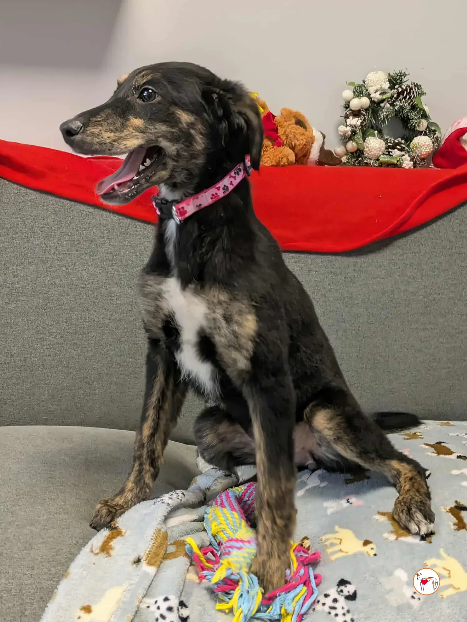 shiloh grey cucciolo adozione 23