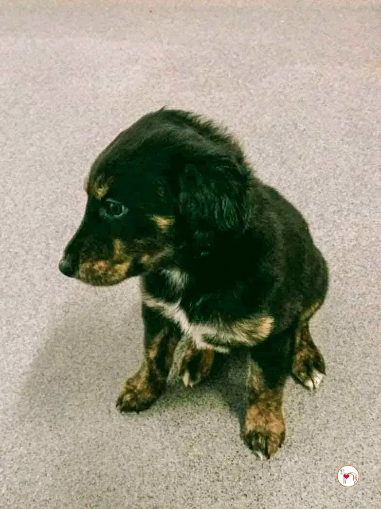 shiloh grey cucciolo adozione 3