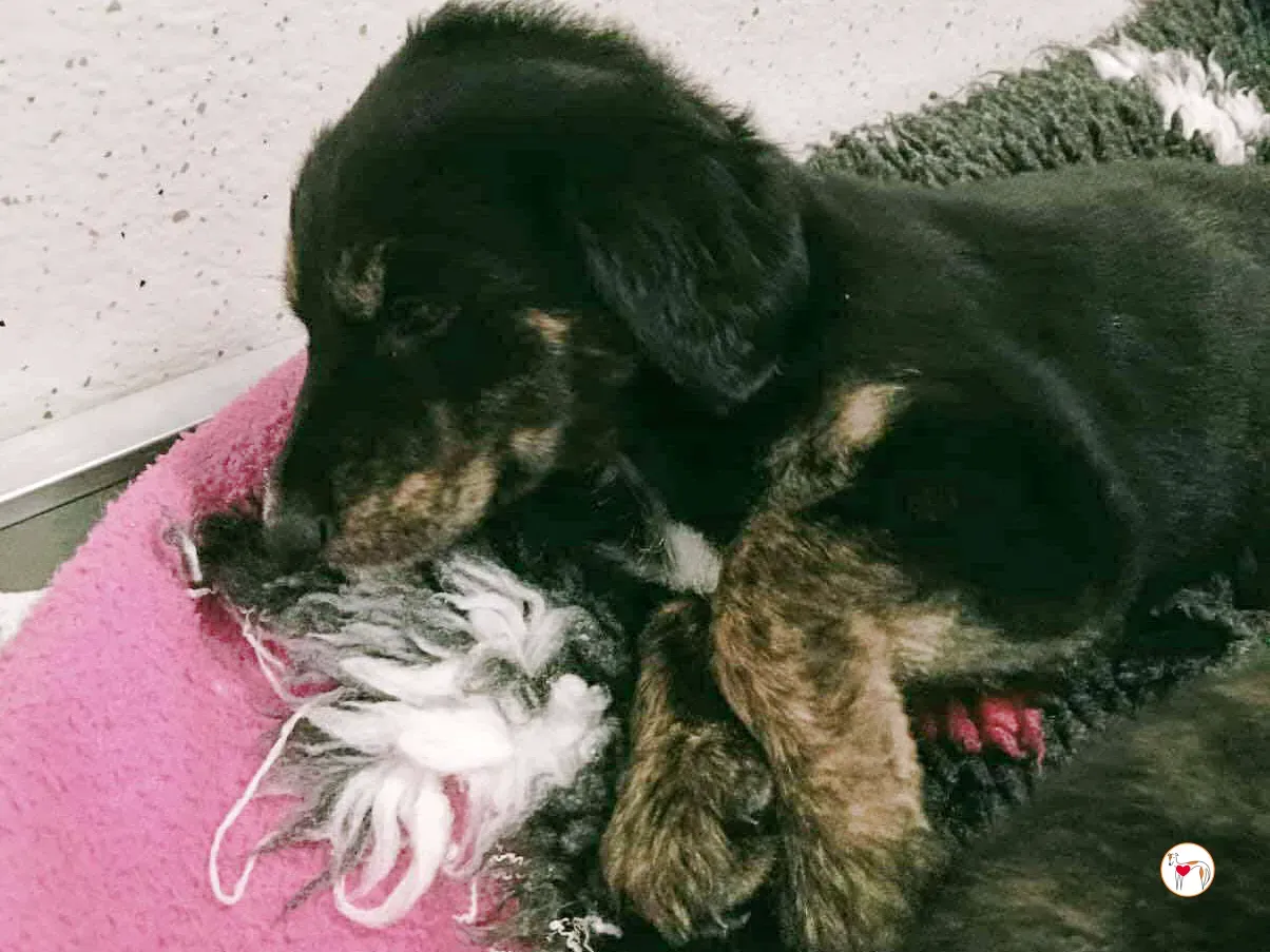 shiloh grey cucciolo adozione 4