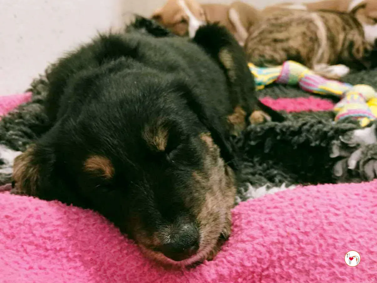 shiloh grey cucciolo adozione 5