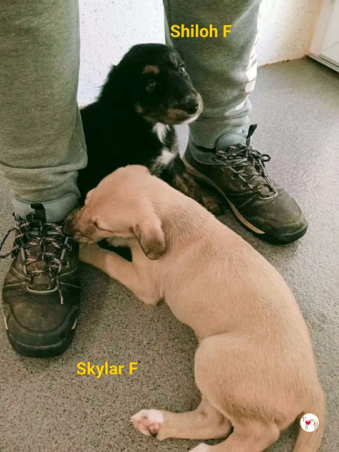 shiloh grey cucciolo adozione 6