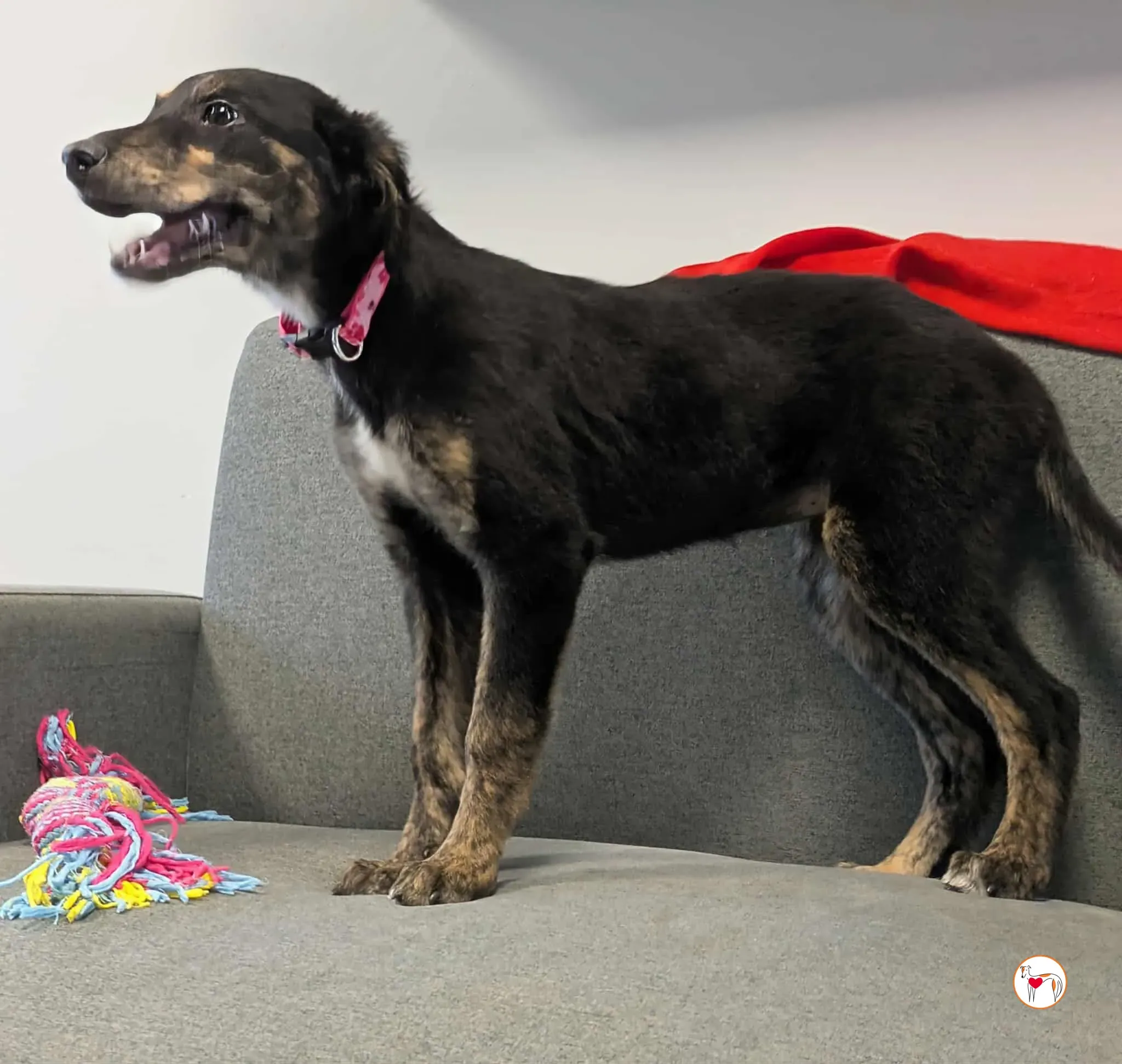 shiloh grey cucciolo adozione 7