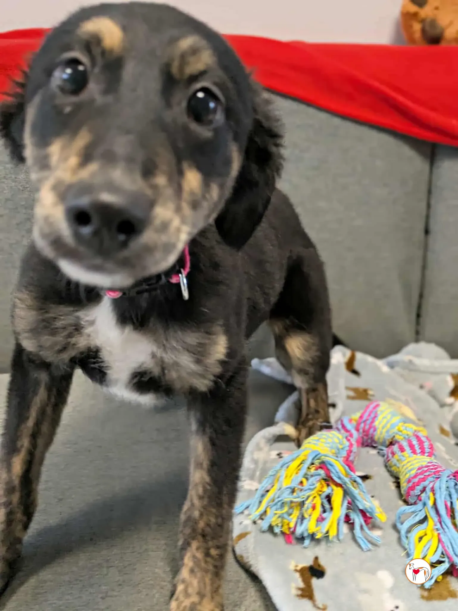 shiloh grey cucciolo adozione 8