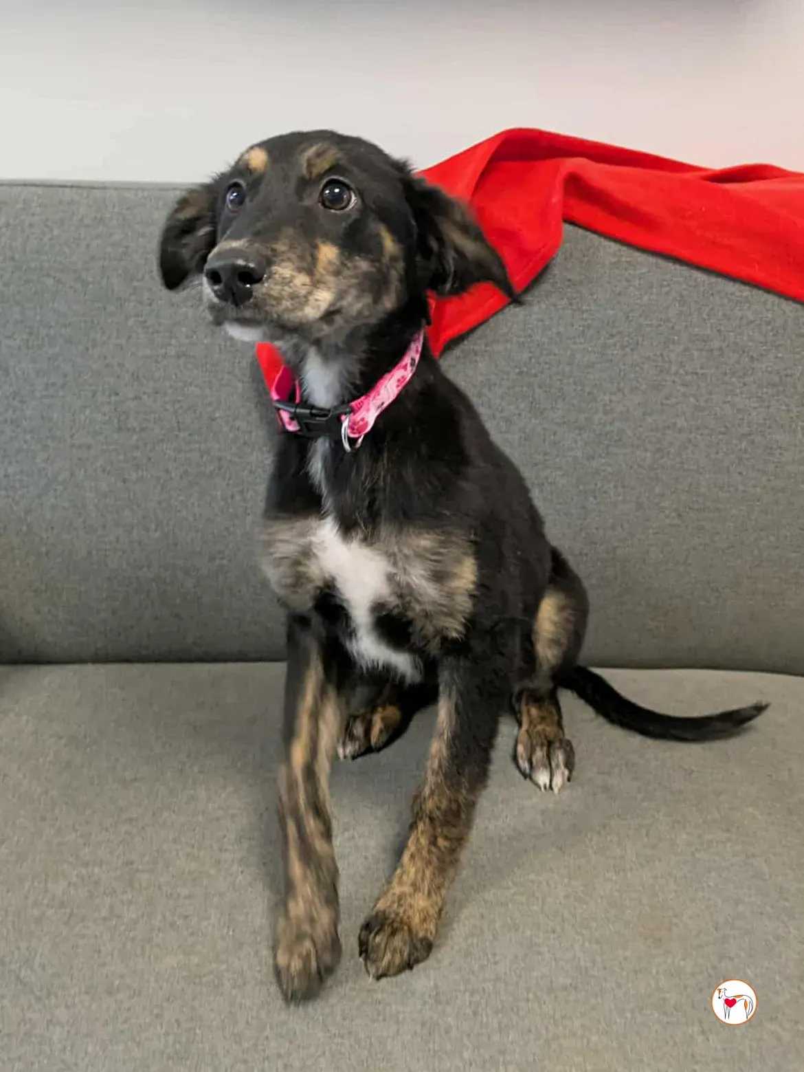 shiloh grey cucciolo adozione 9