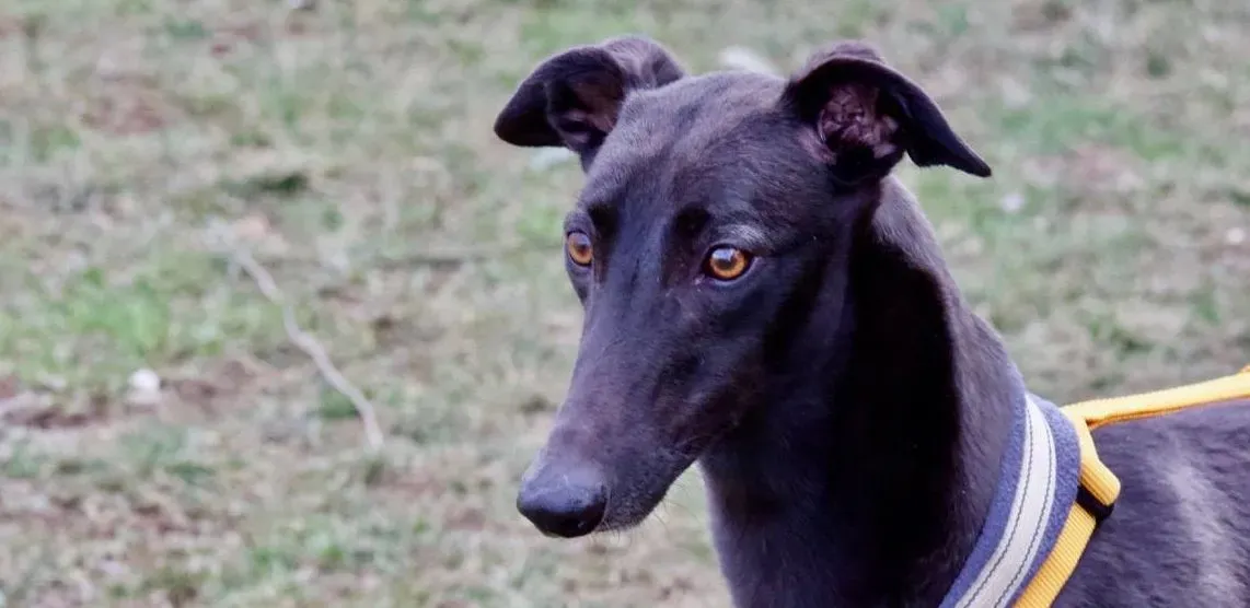 shiva adozione greyhound macao 1 1 e1551358441266