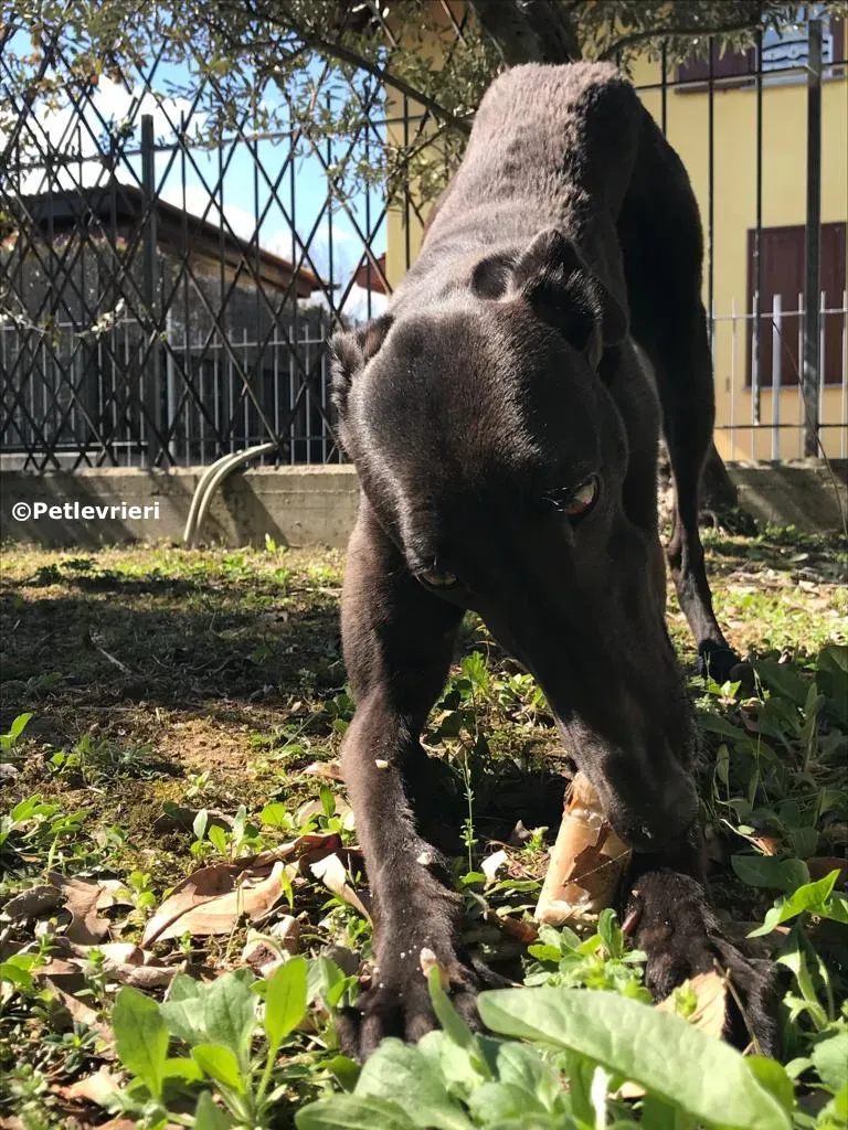 shiva adozione greyhound macao 1 2