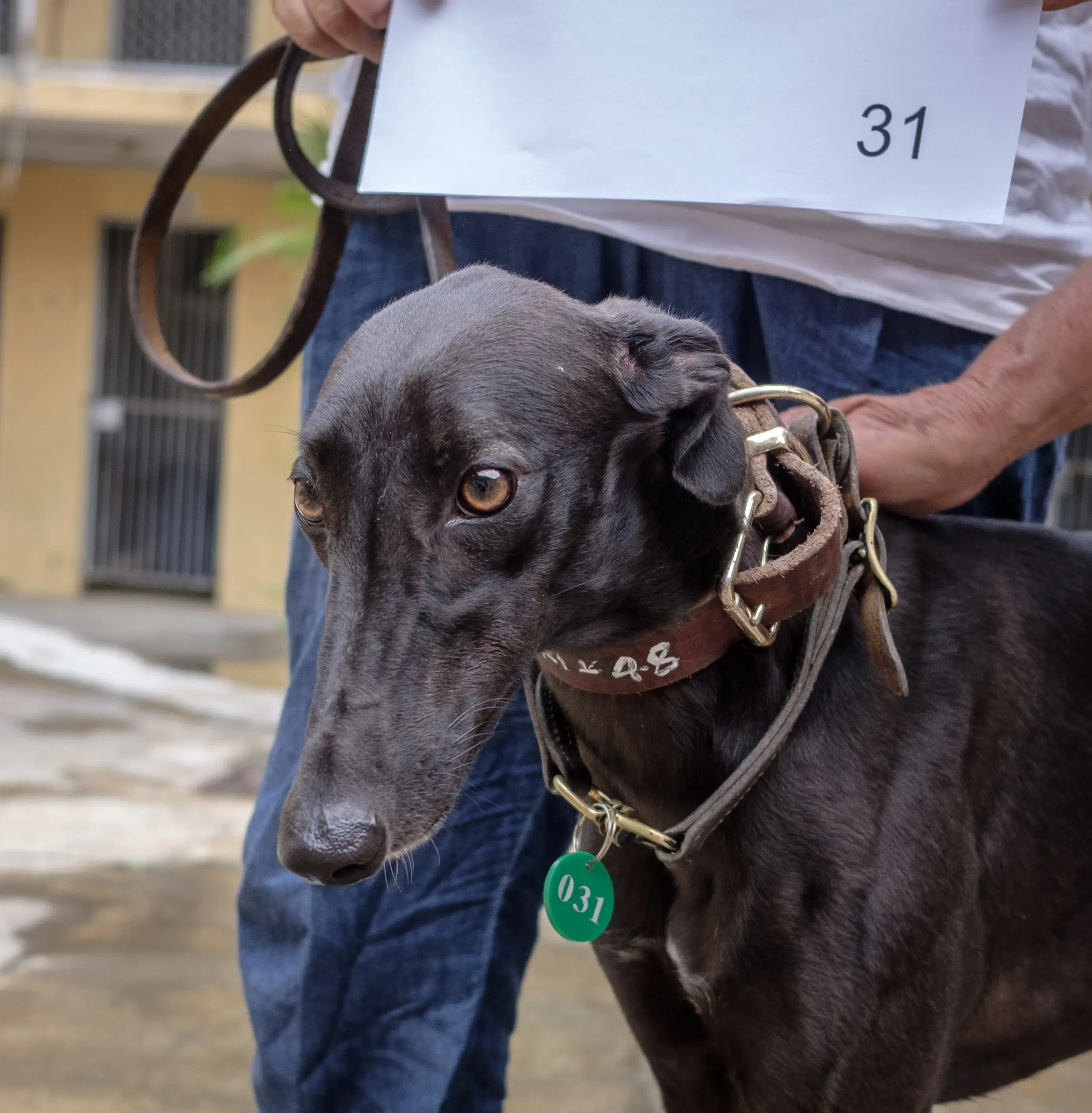 shiva adozione greyhound macao 1