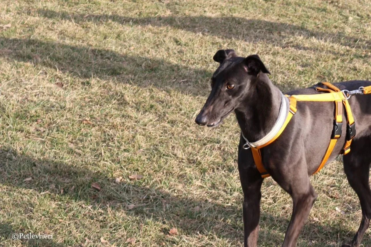 shiva adozione greyhound macao 10 1