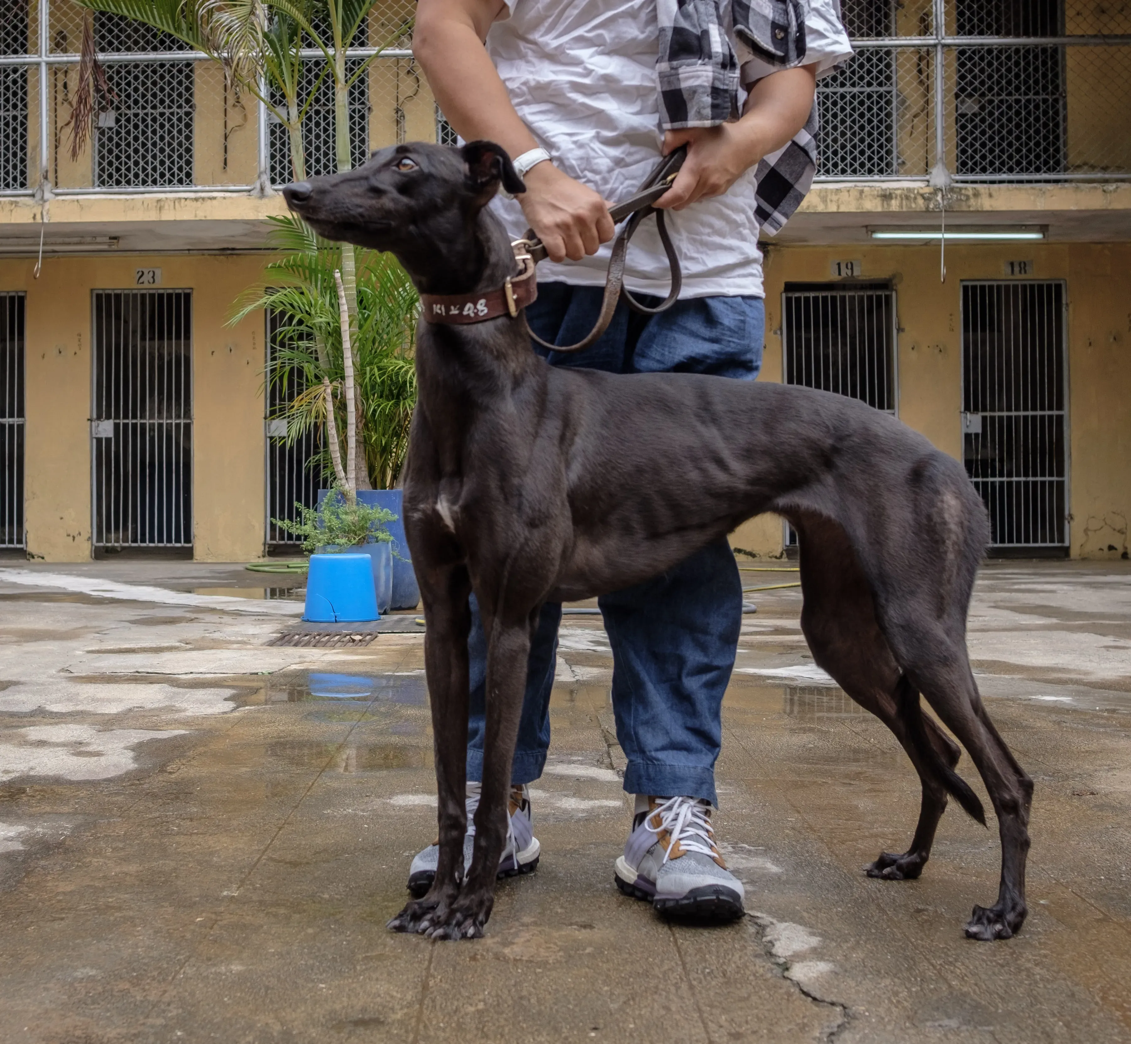 shiva adozione greyhound macao 10