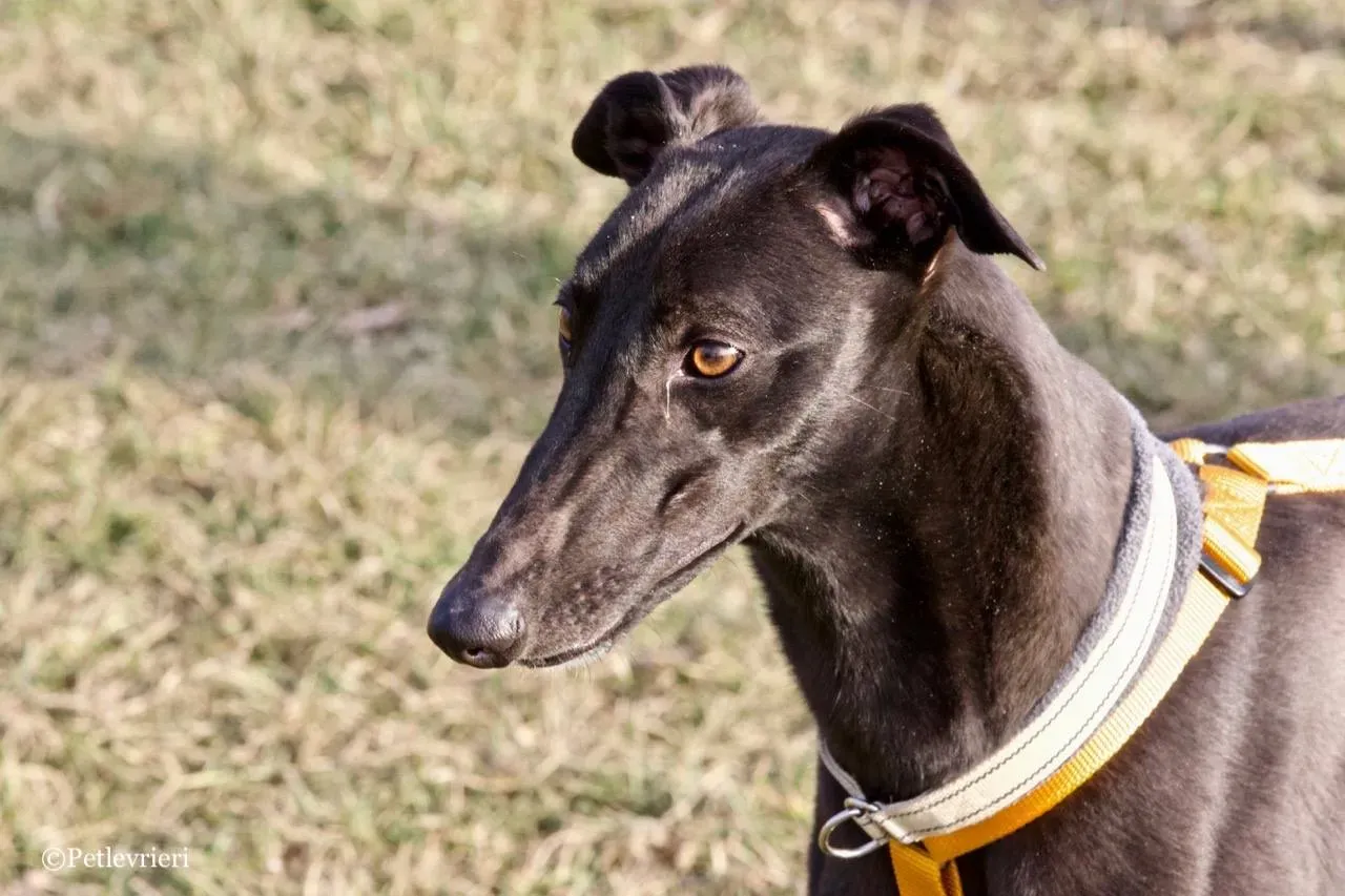 shiva adozione greyhound macao 11 1