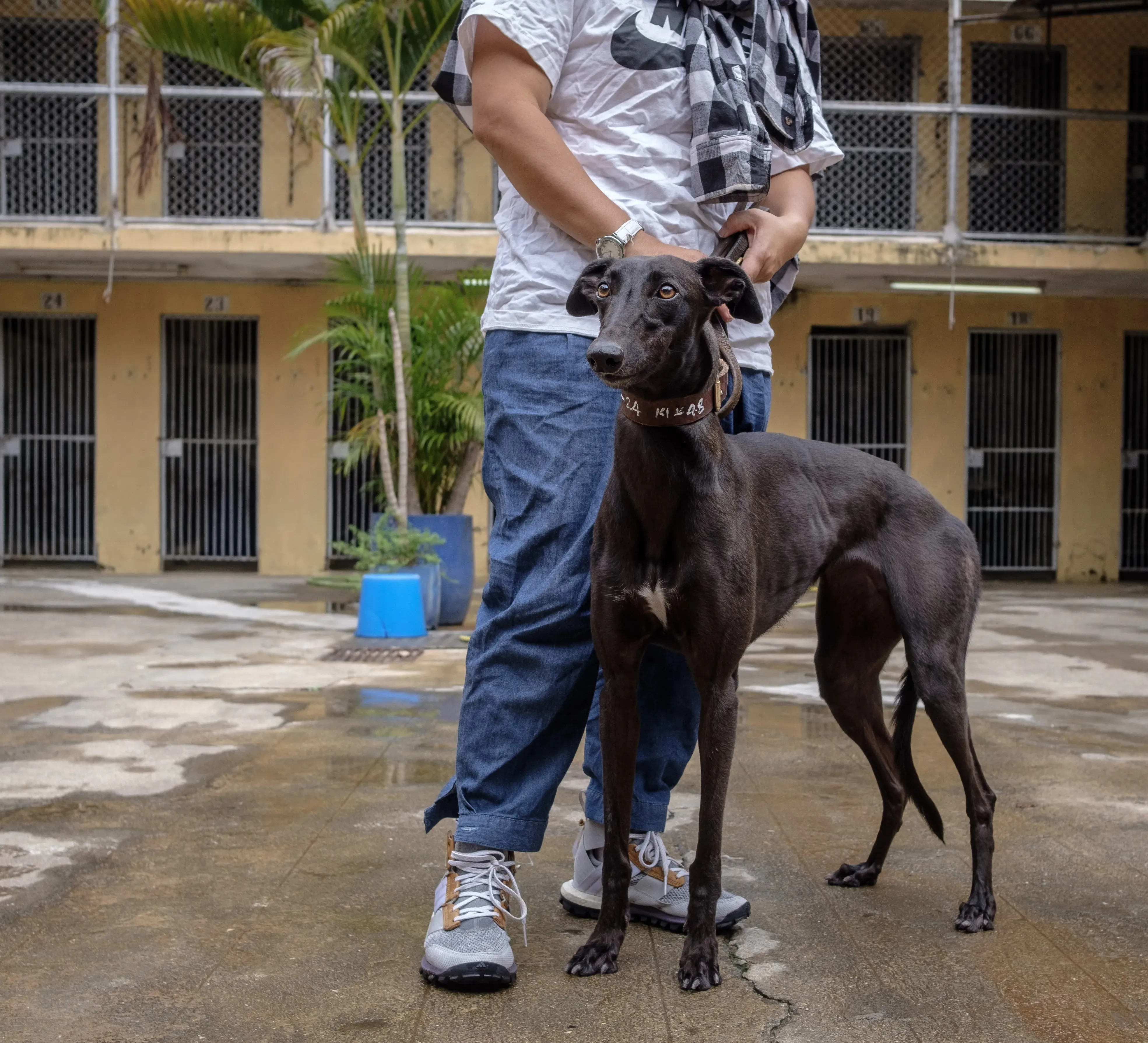 shiva adozione greyhound macao 11