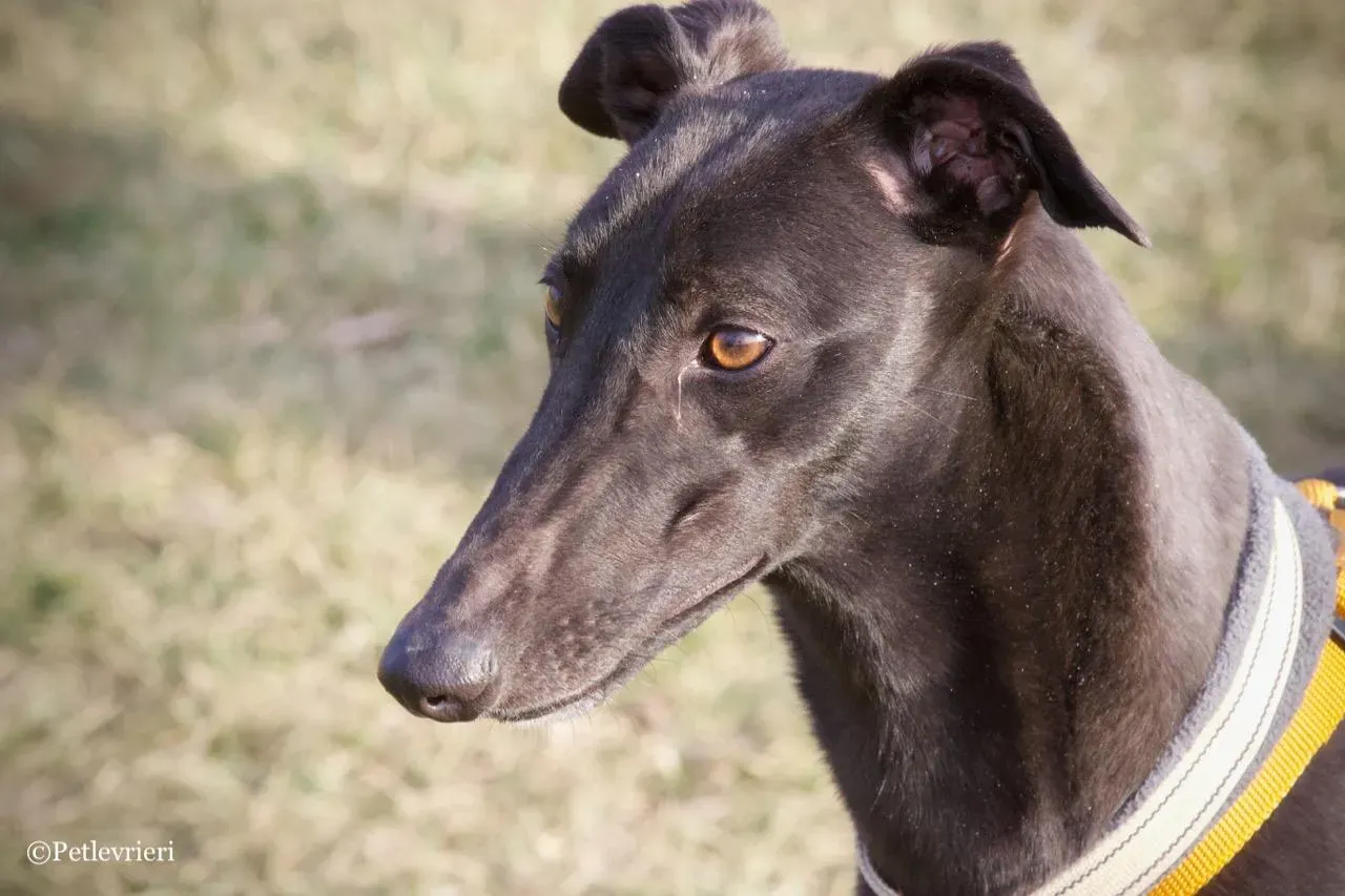 shiva adozione greyhound macao 12 1