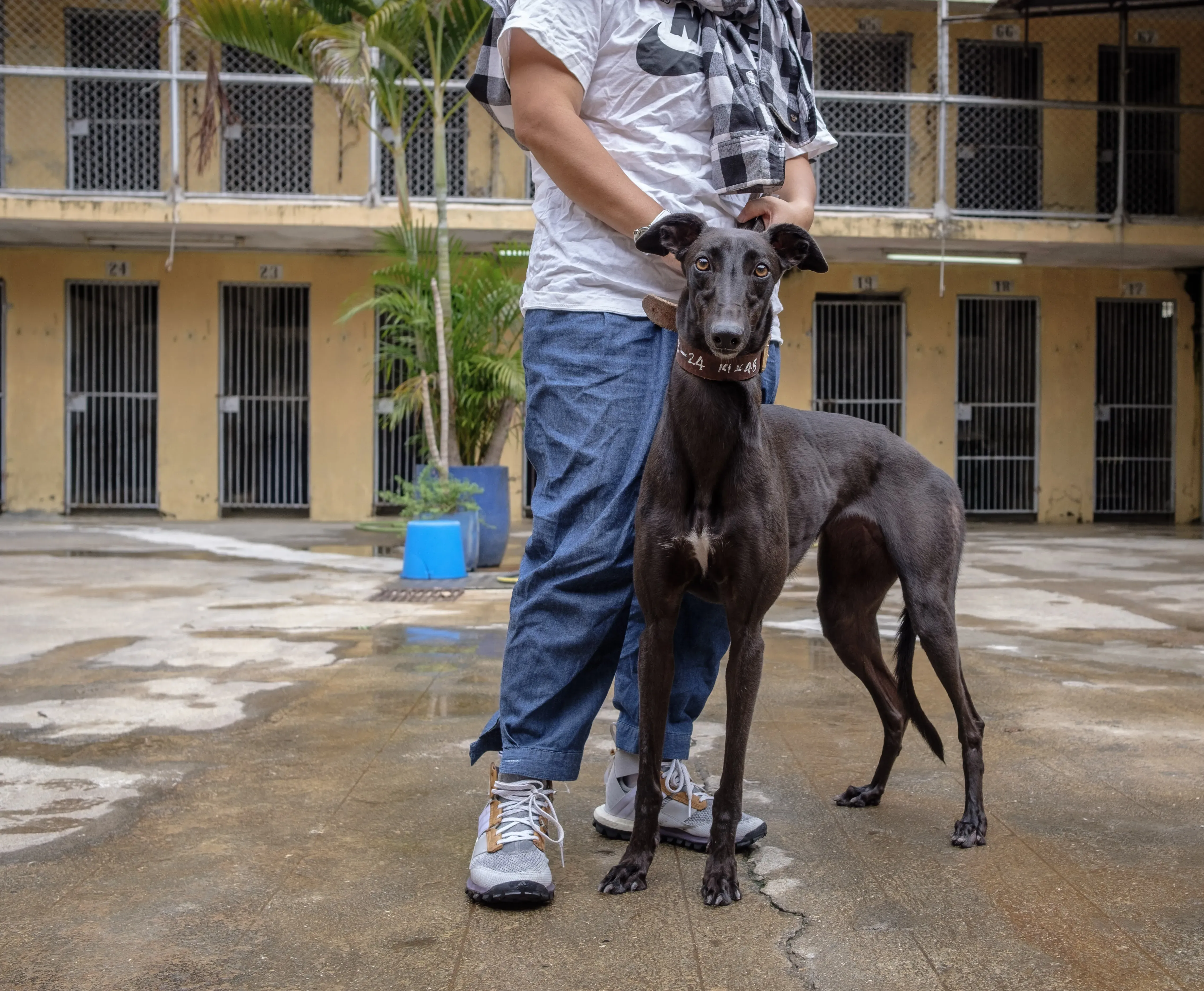 shiva adozione greyhound macao 12