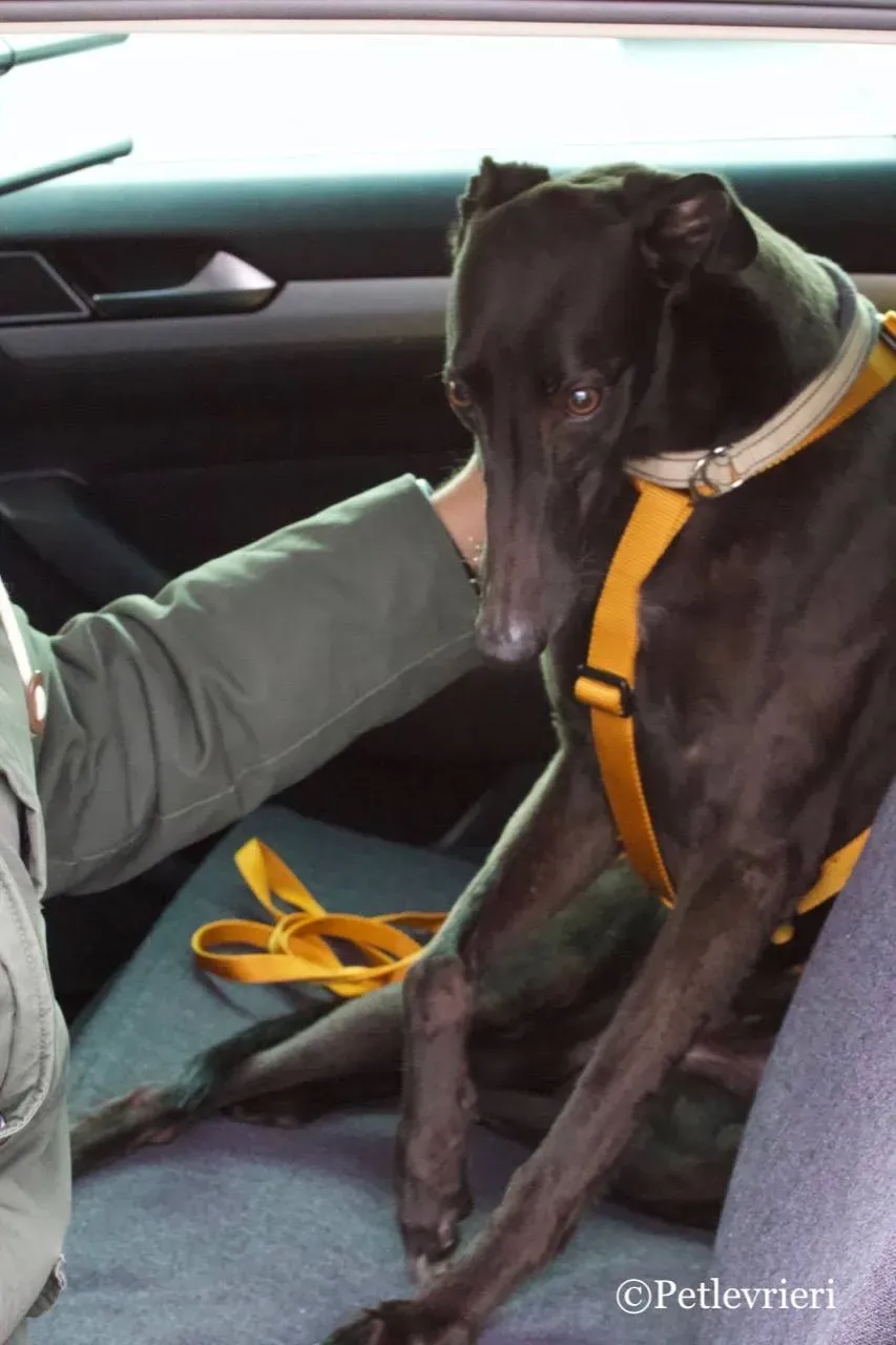 shiva adozione greyhound macao 13 1