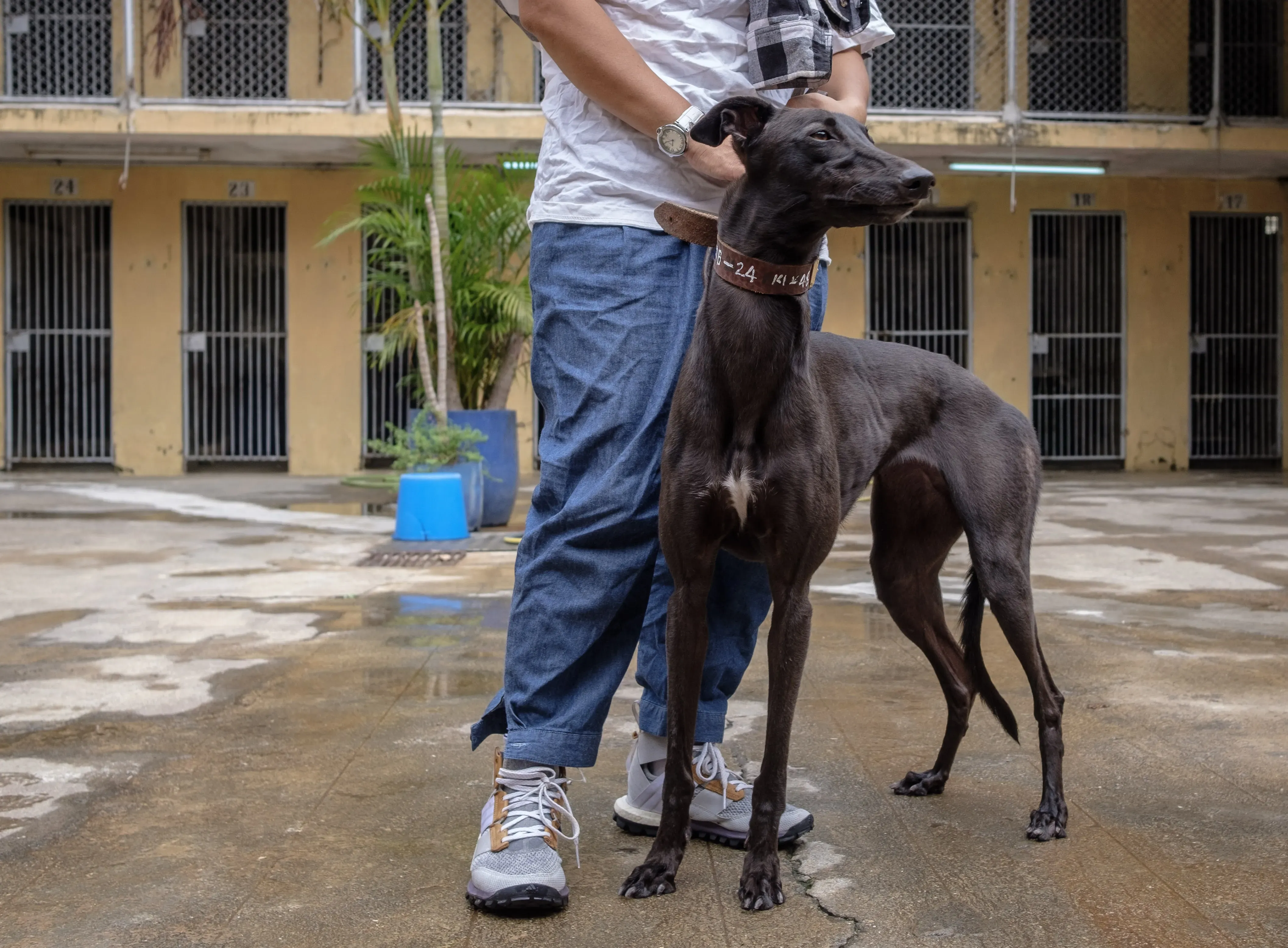shiva adozione greyhound macao 13