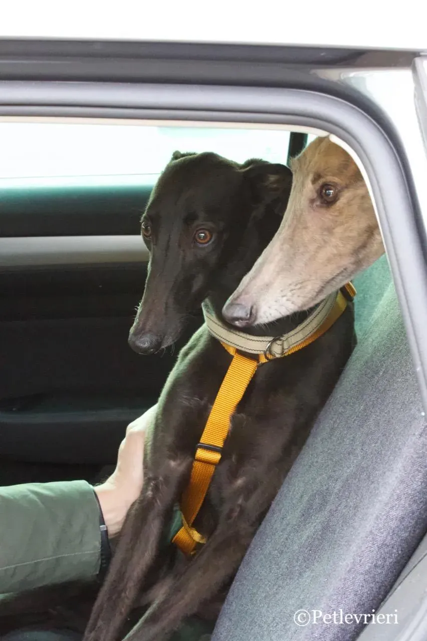 shiva adozione greyhound macao 14 1