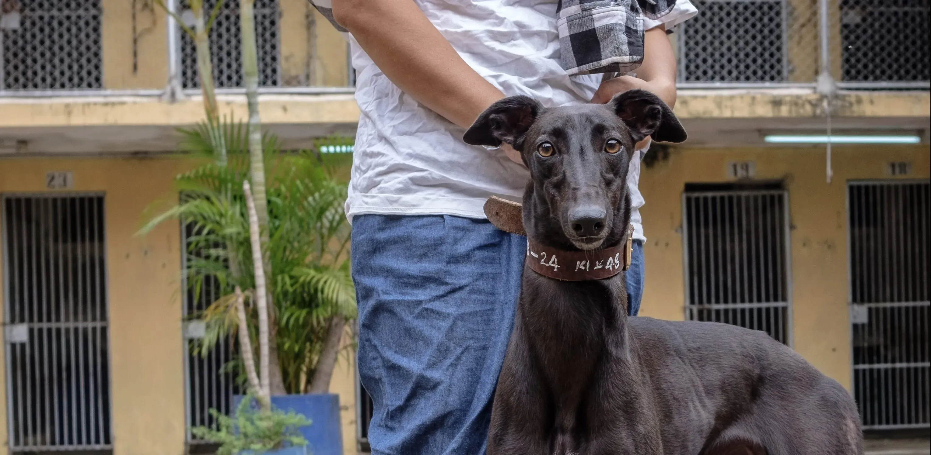 shiva adozione greyhound macao 14 e1543875812171