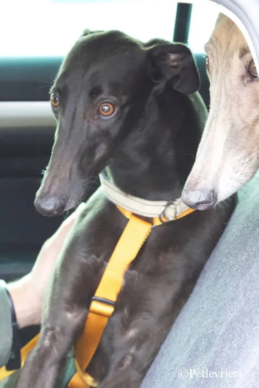 shiva adozione greyhound macao 15 1