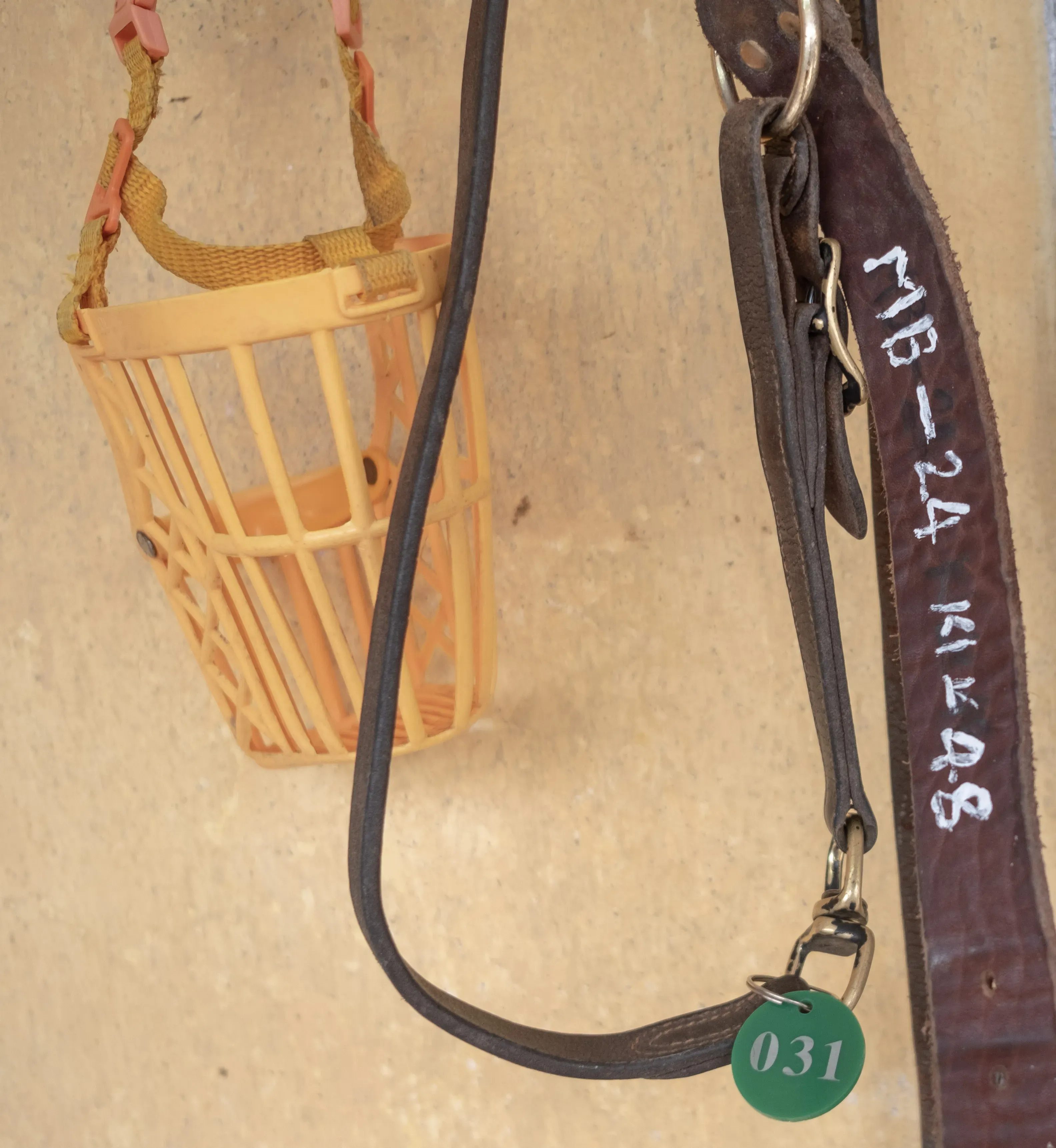 shiva adozione greyhound macao 15