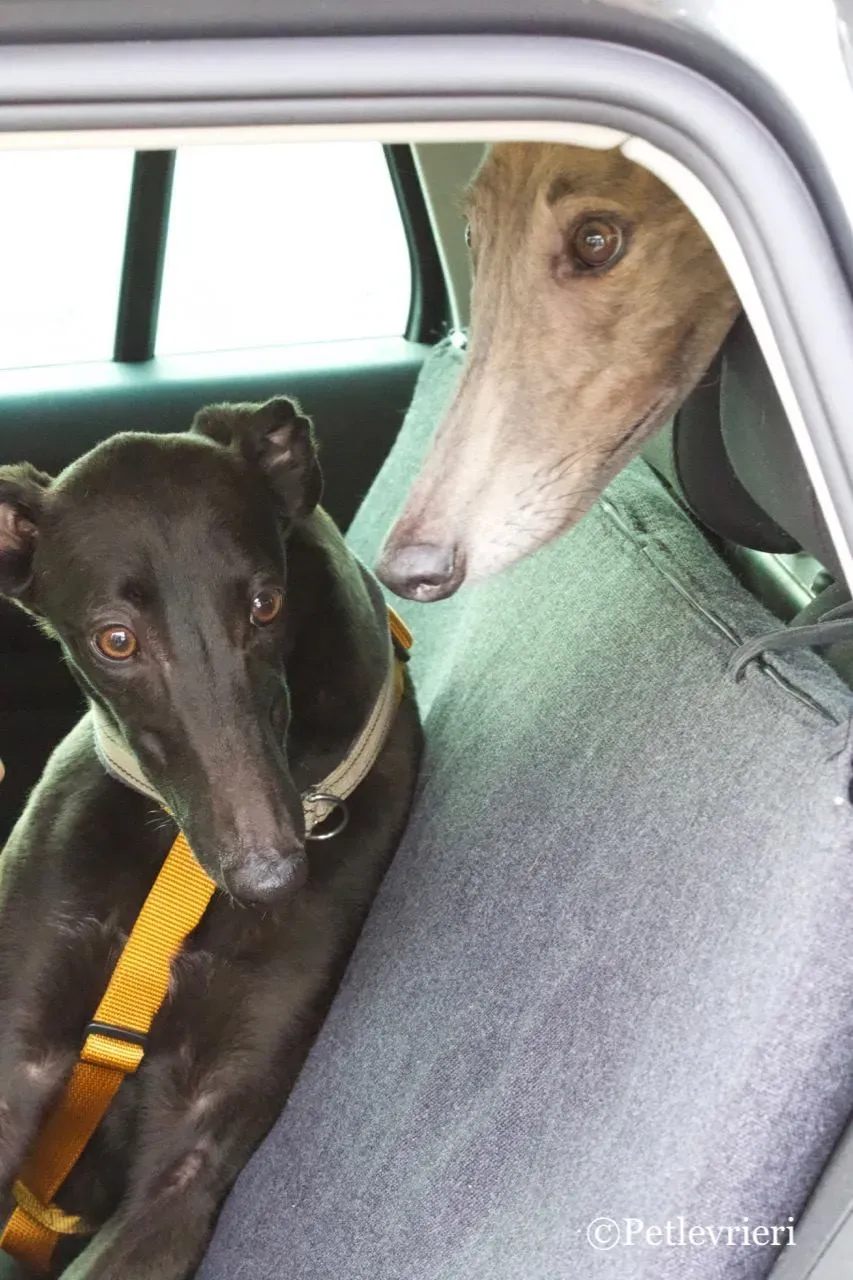 shiva adozione greyhound macao 16