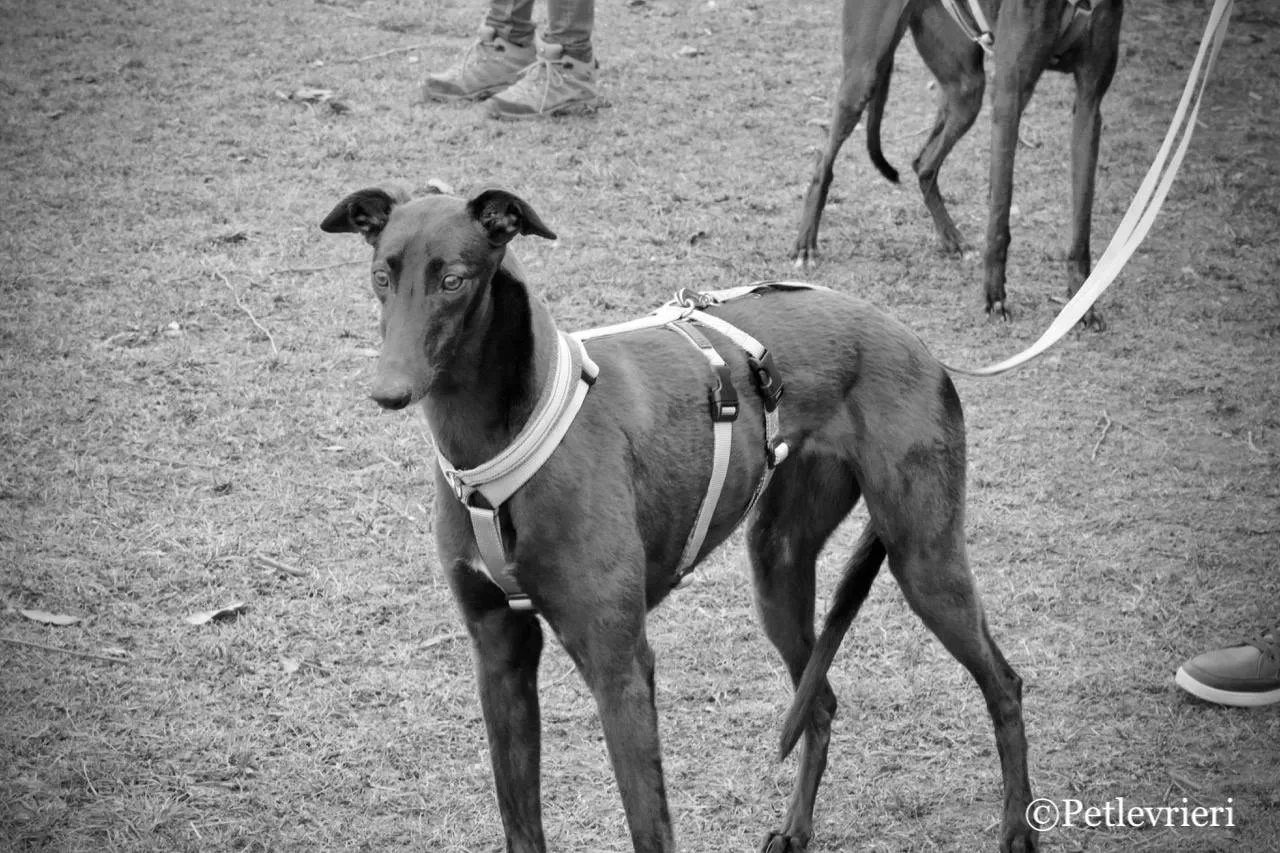 shiva adozione greyhound macao 2 1