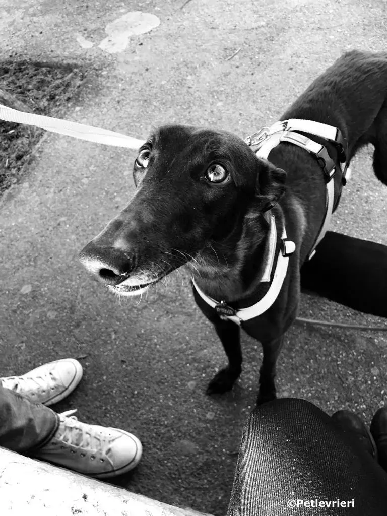 shiva adozione greyhound macao 2 2