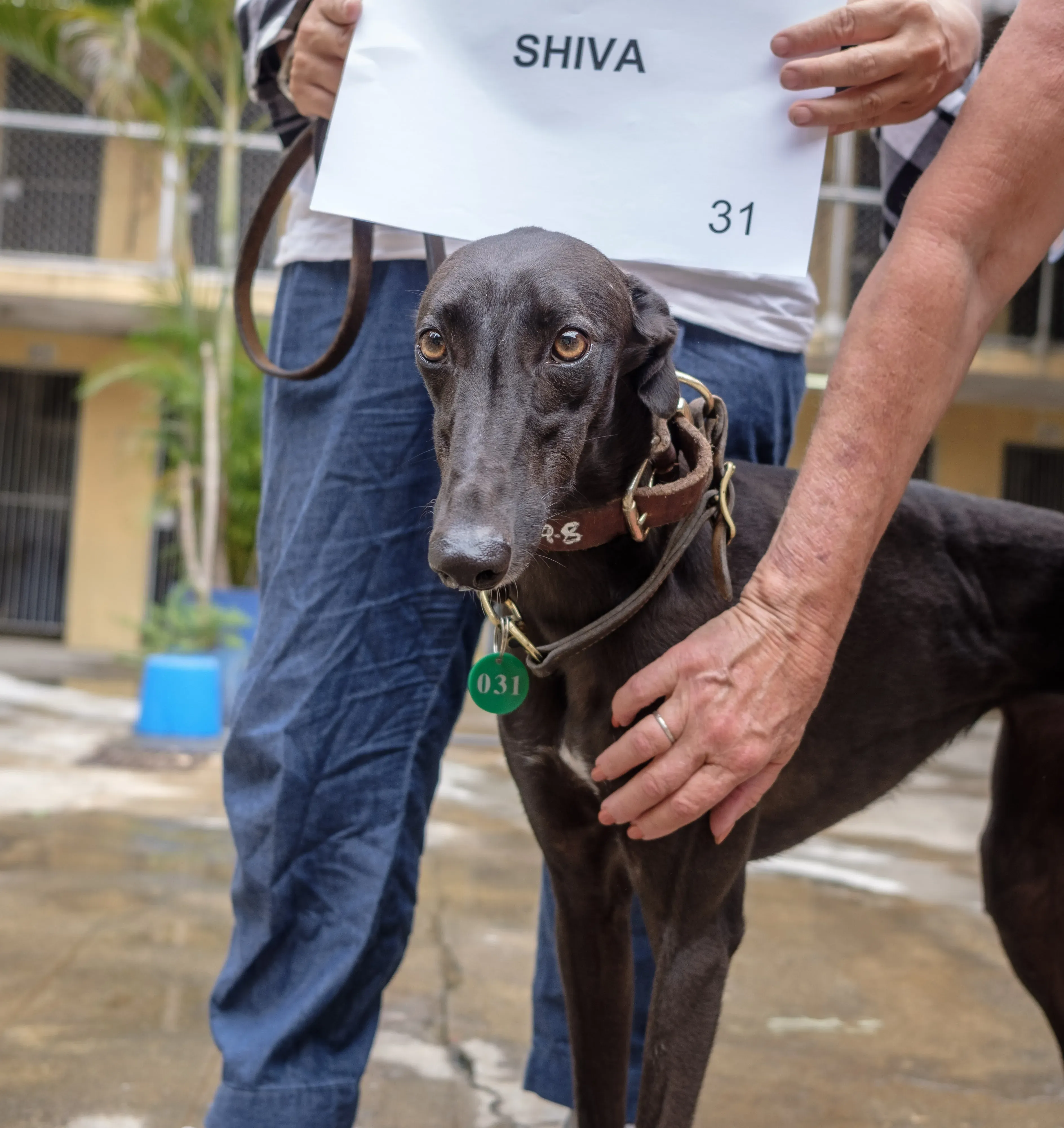 shiva adozione greyhound macao 2