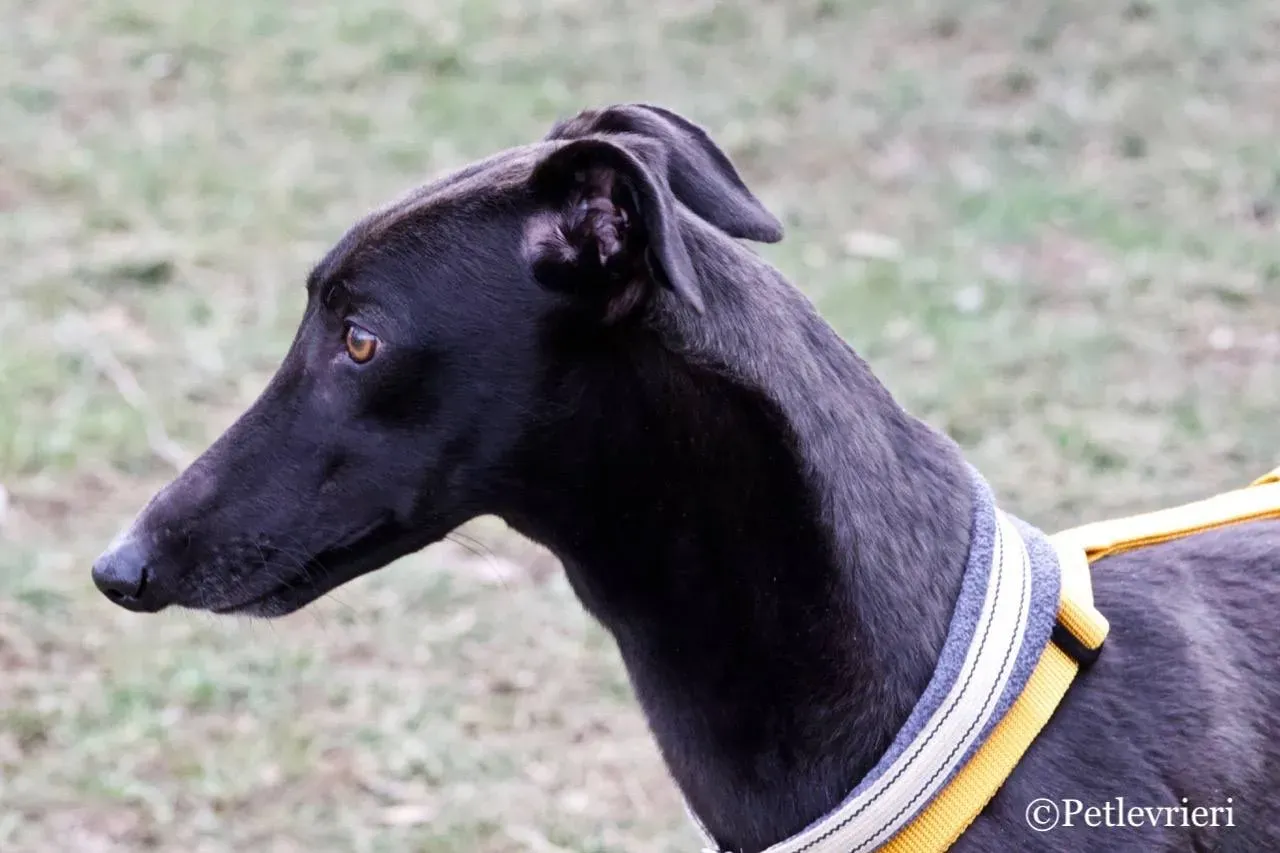 shiva adozione greyhound macao 3 1