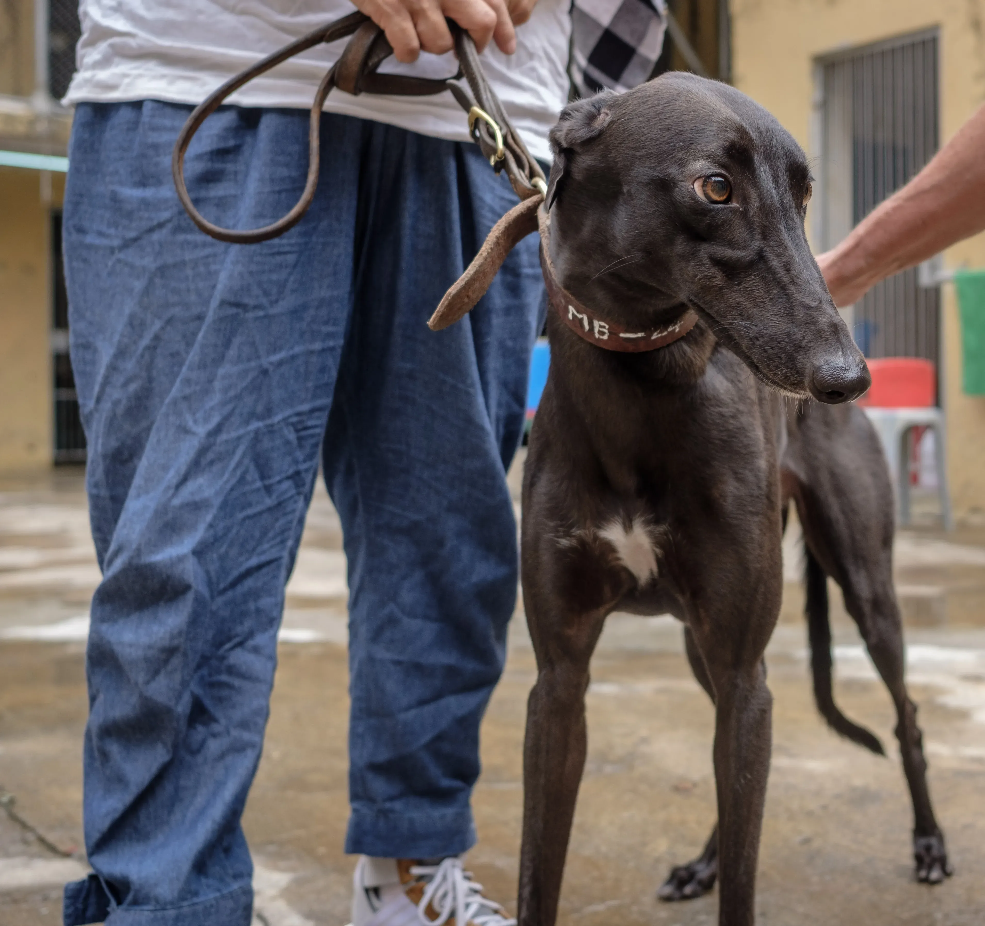 shiva adozione greyhound macao 3