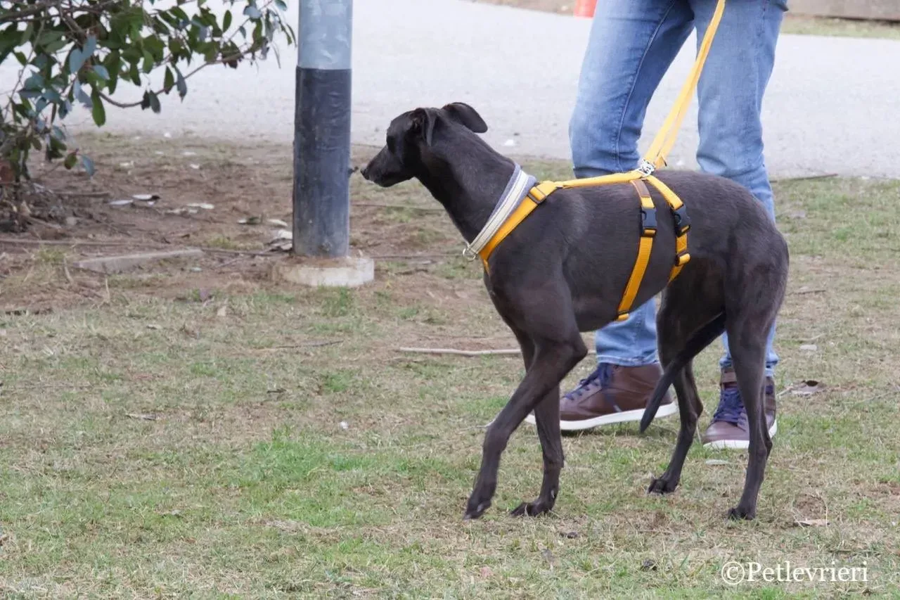 shiva adozione greyhound macao 4 1