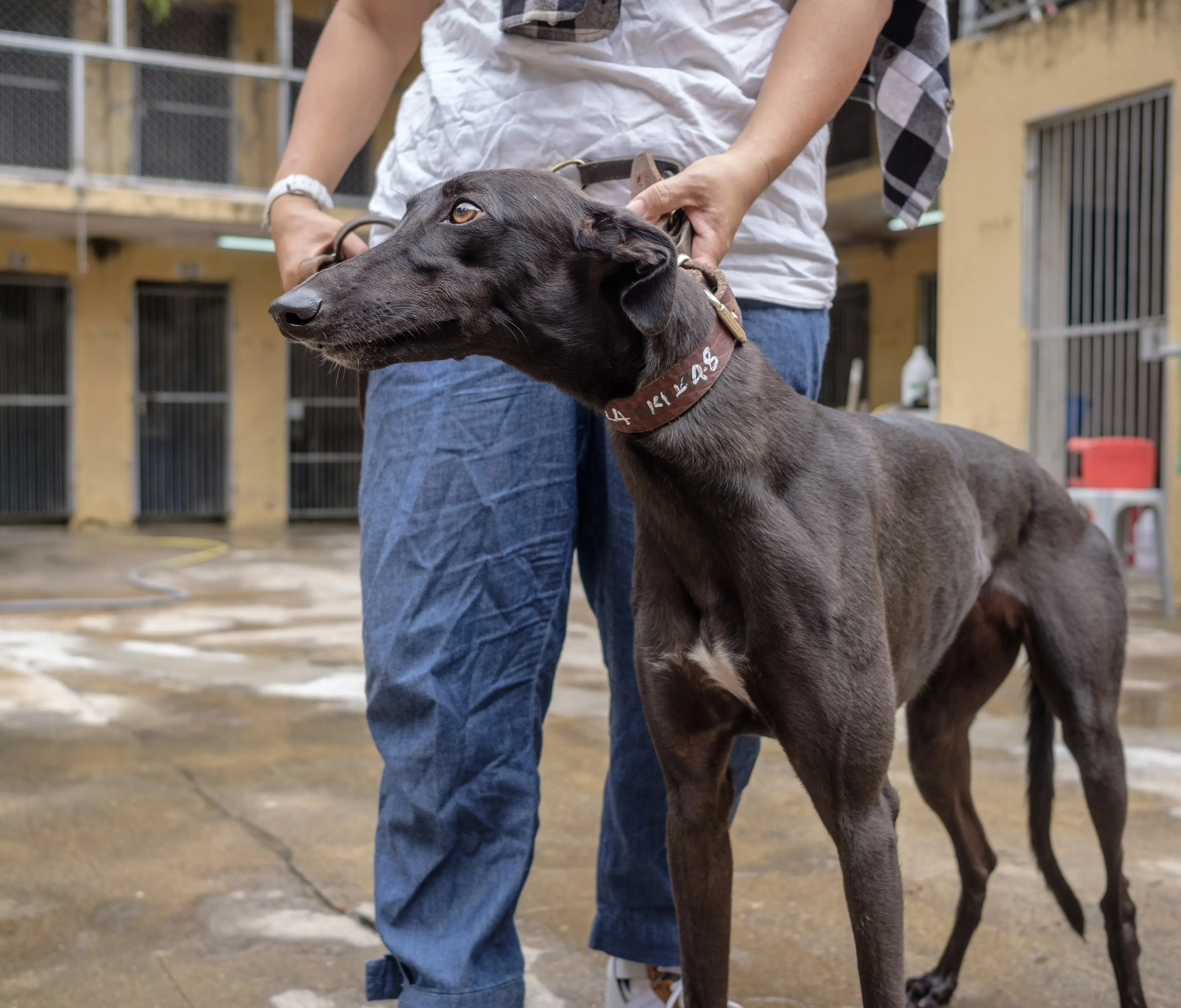 shiva adozione greyhound macao 4