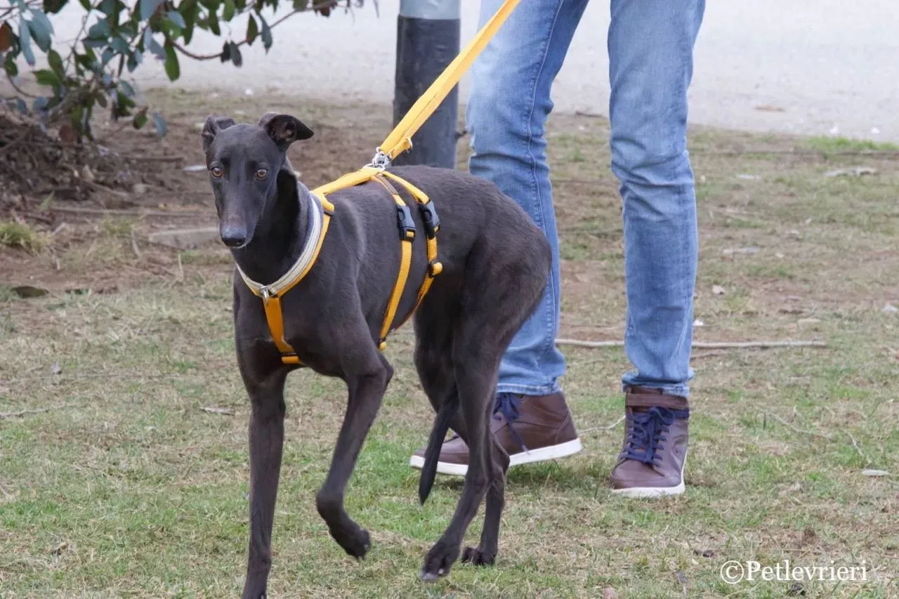 shiva adozione greyhound macao 5 1