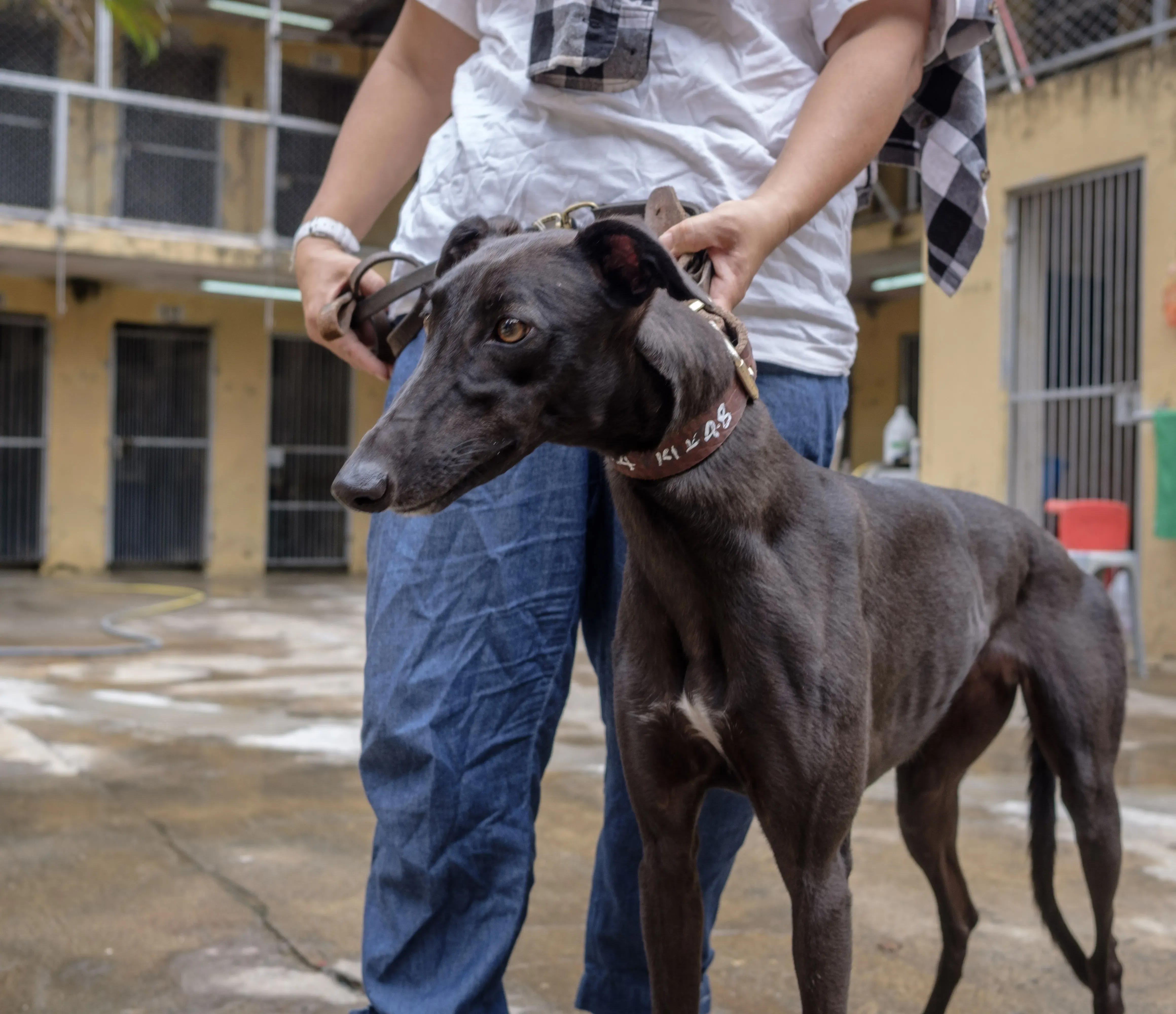shiva adozione greyhound macao 5