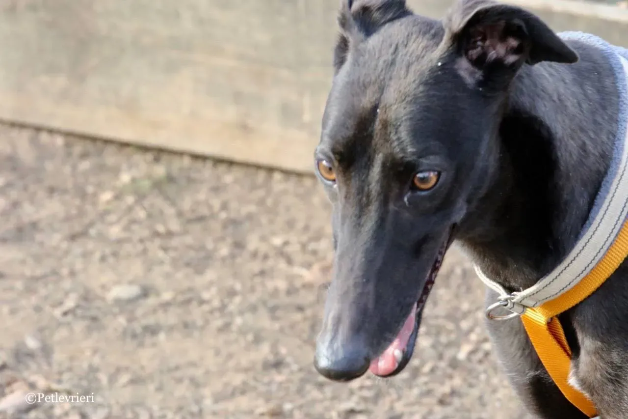 shiva adozione greyhound macao 6 1