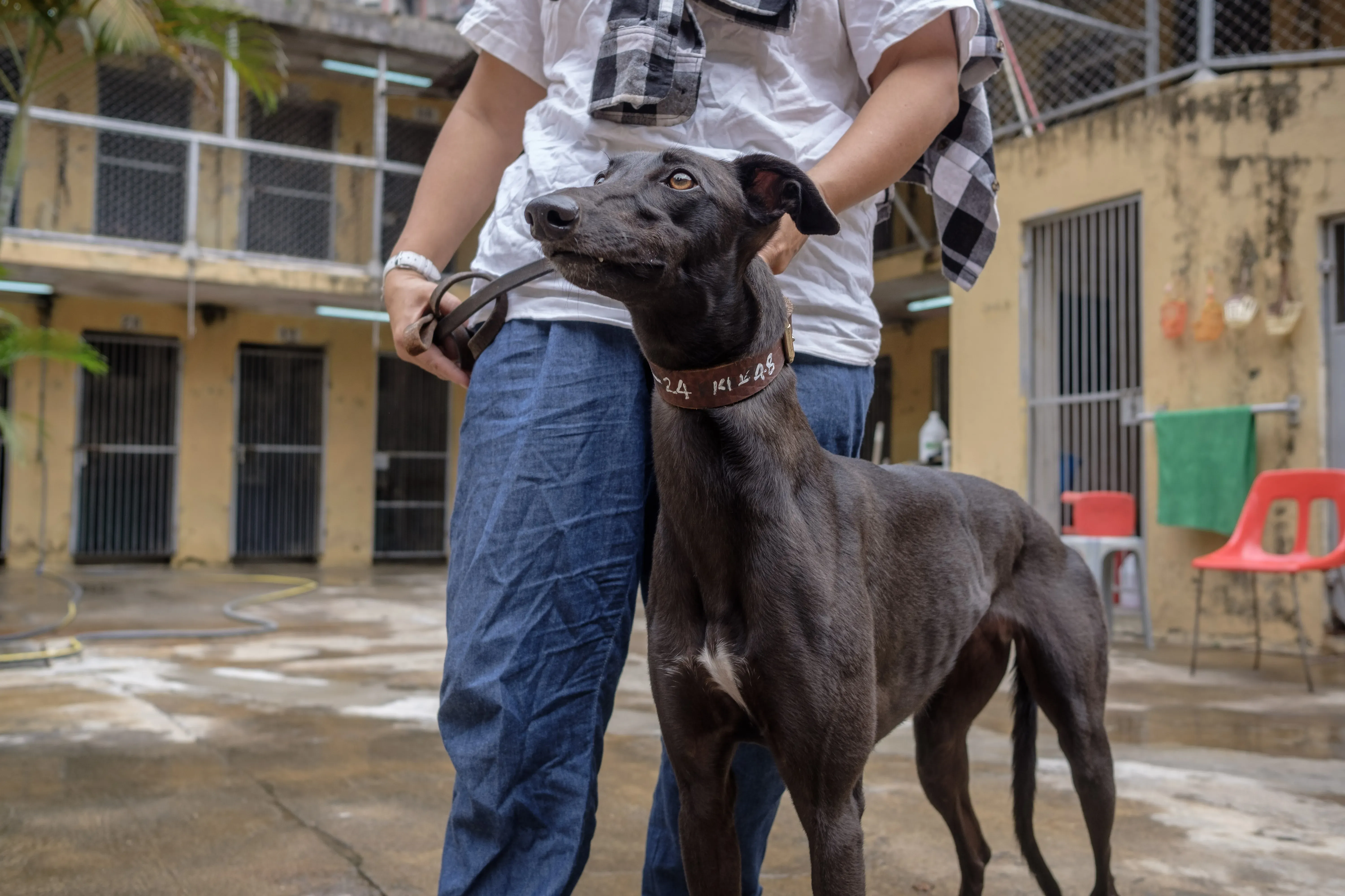 shiva adozione greyhound macao 6