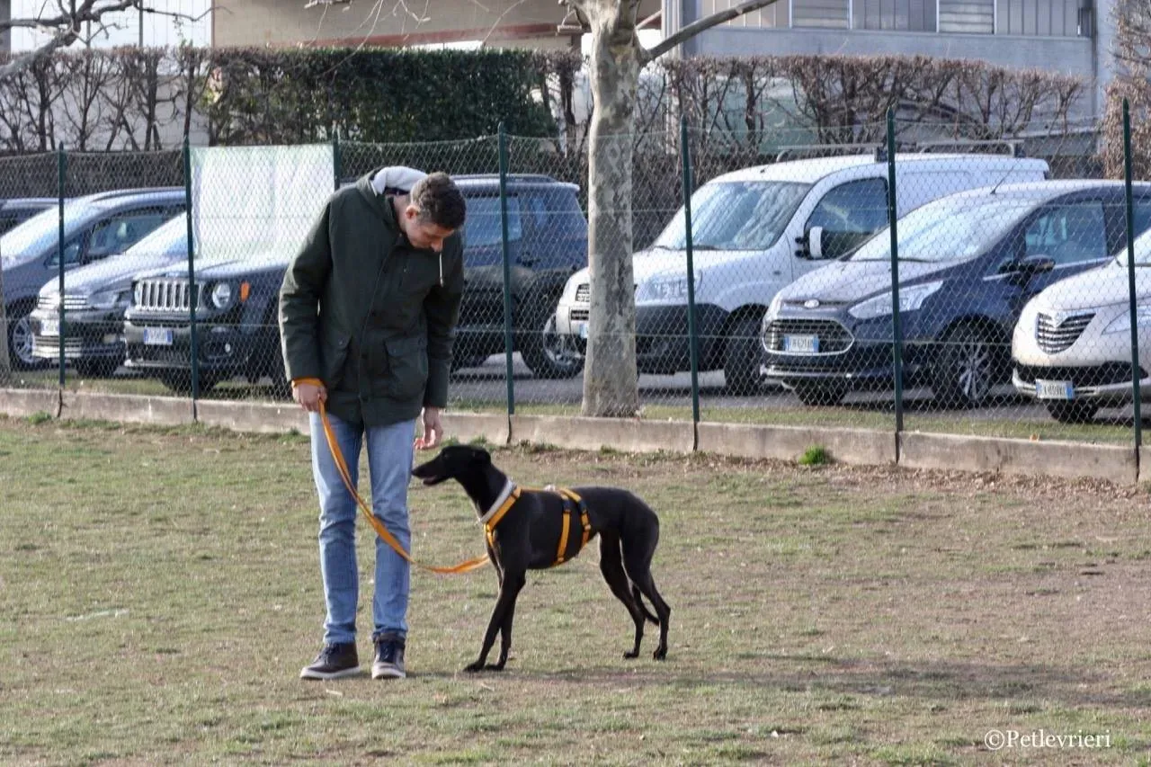 shiva adozione greyhound macao 7 1